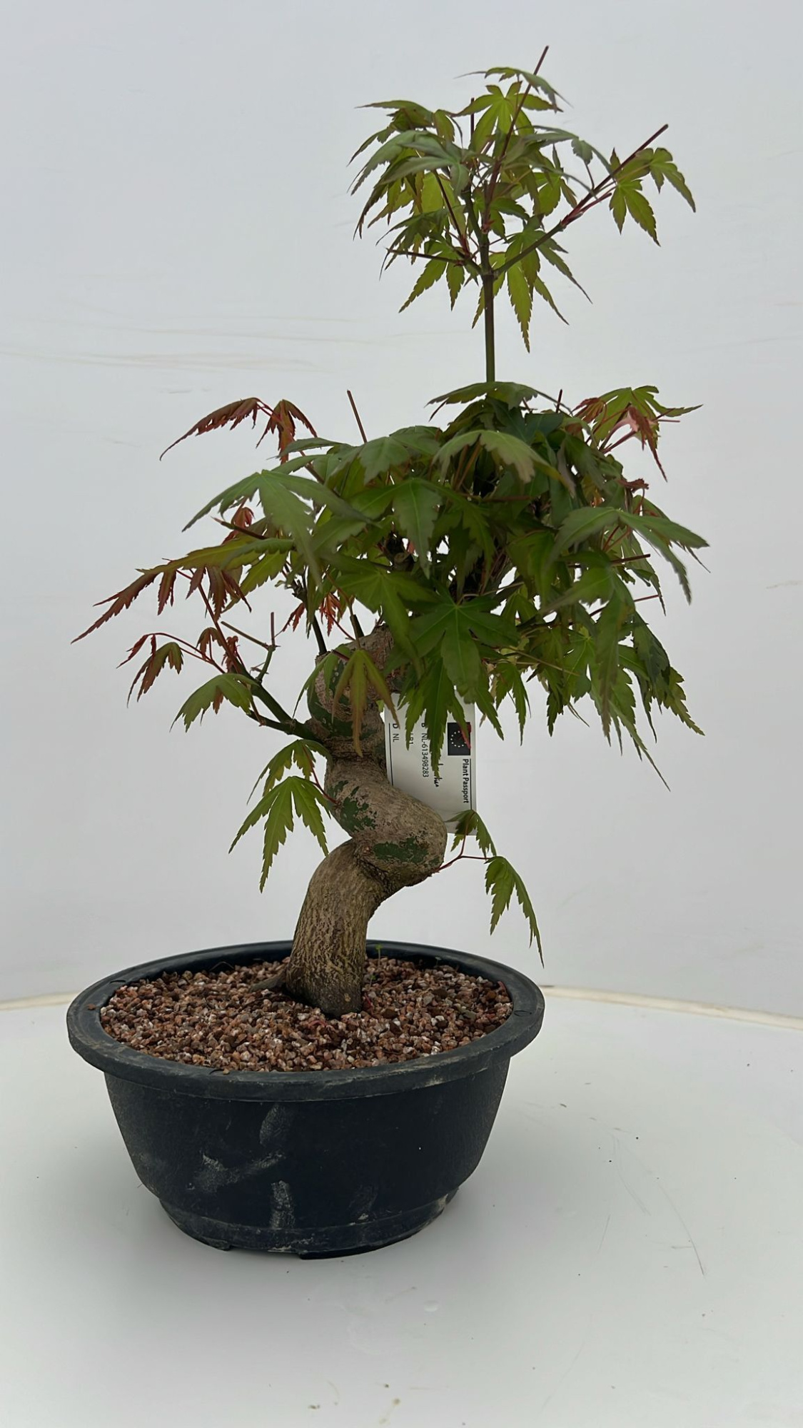 Acer palmatum, in 20 cm trainingspot., D 20 cm