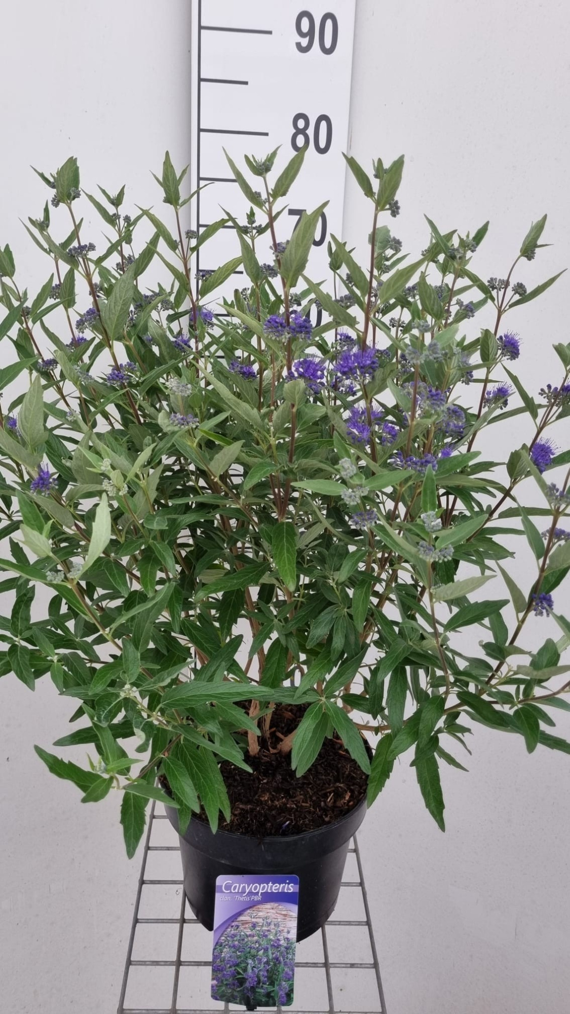 Caryopteris cland. 'Thetis' PBR, D 23 cm