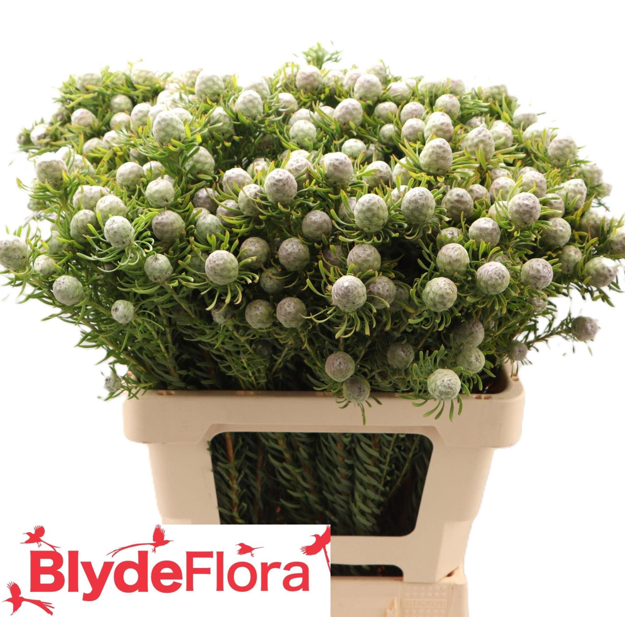 Леукадендрон Джейд Перл Спрей 60, шт.