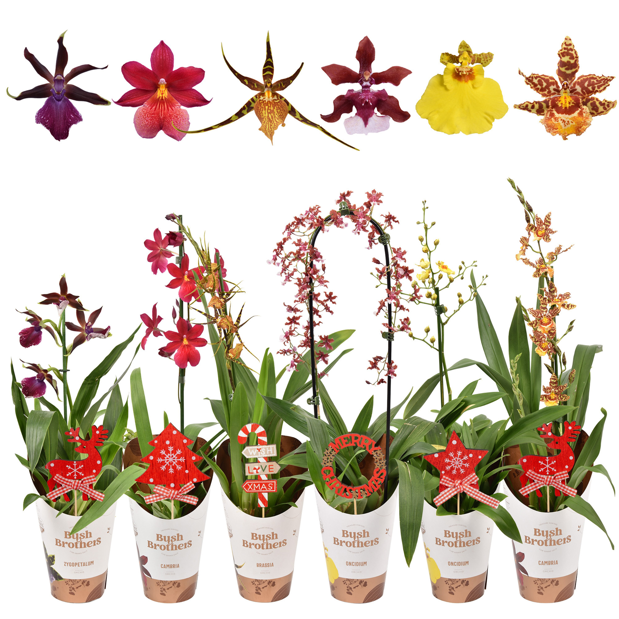Orchideeën mix 1 tak met kerst steker 12 cm, D 12 cm