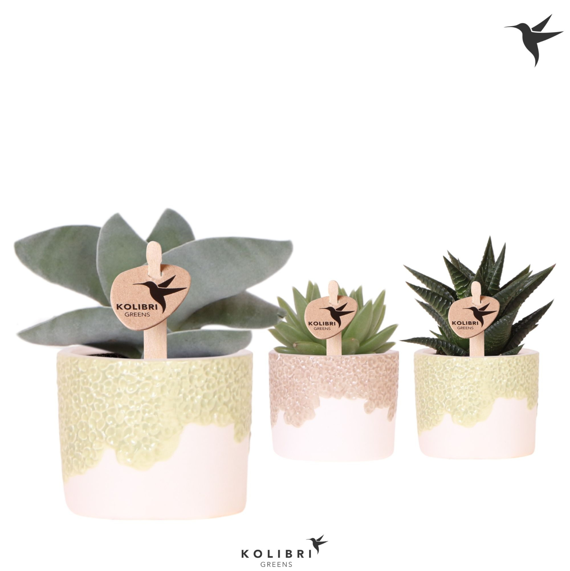 Kolibri Greens Succulenten mix in Bloom pot sand mix, D 6