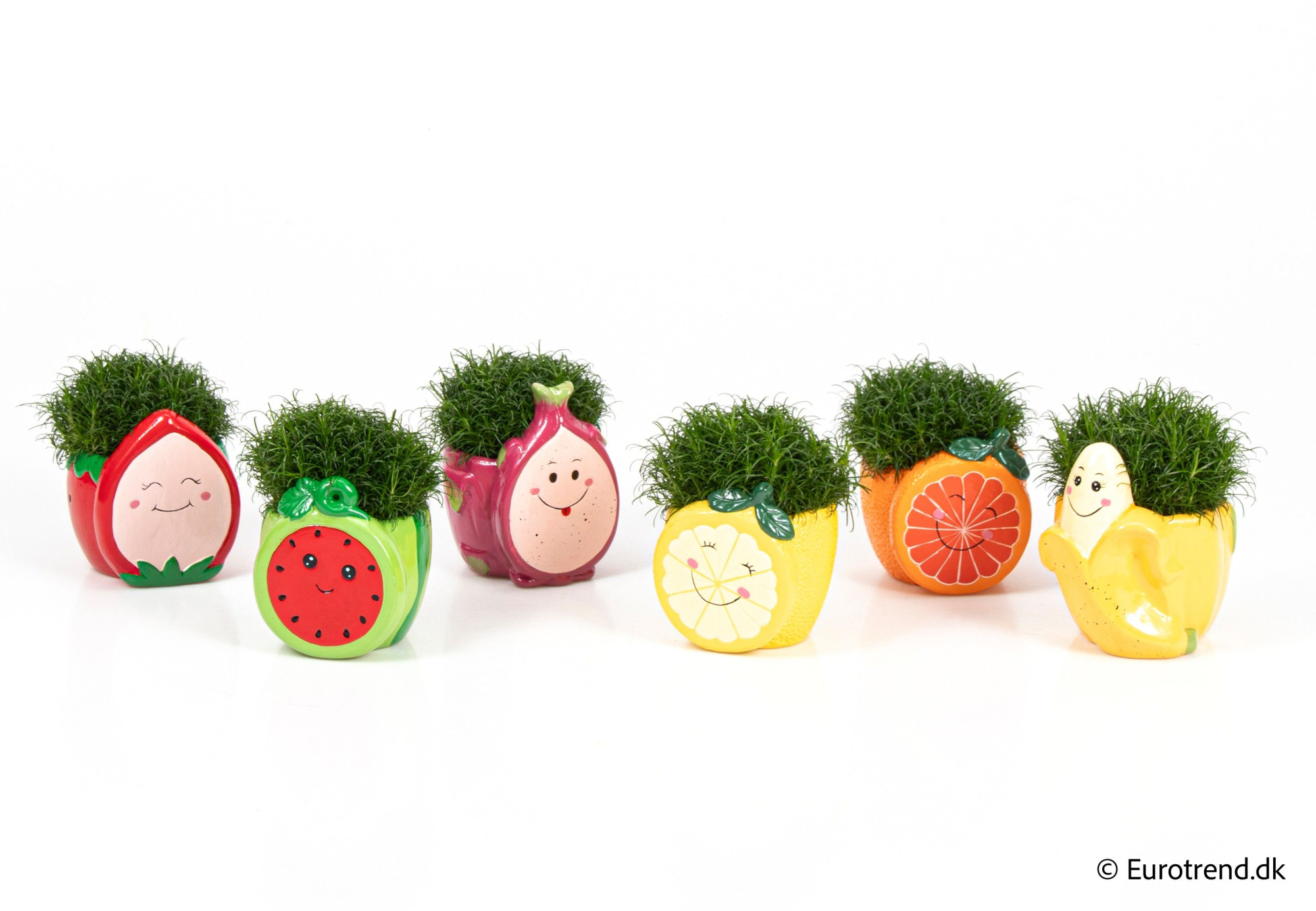 Sagina in ceramic cat - Spring, Summer & Autumn 2025, D 6 cm