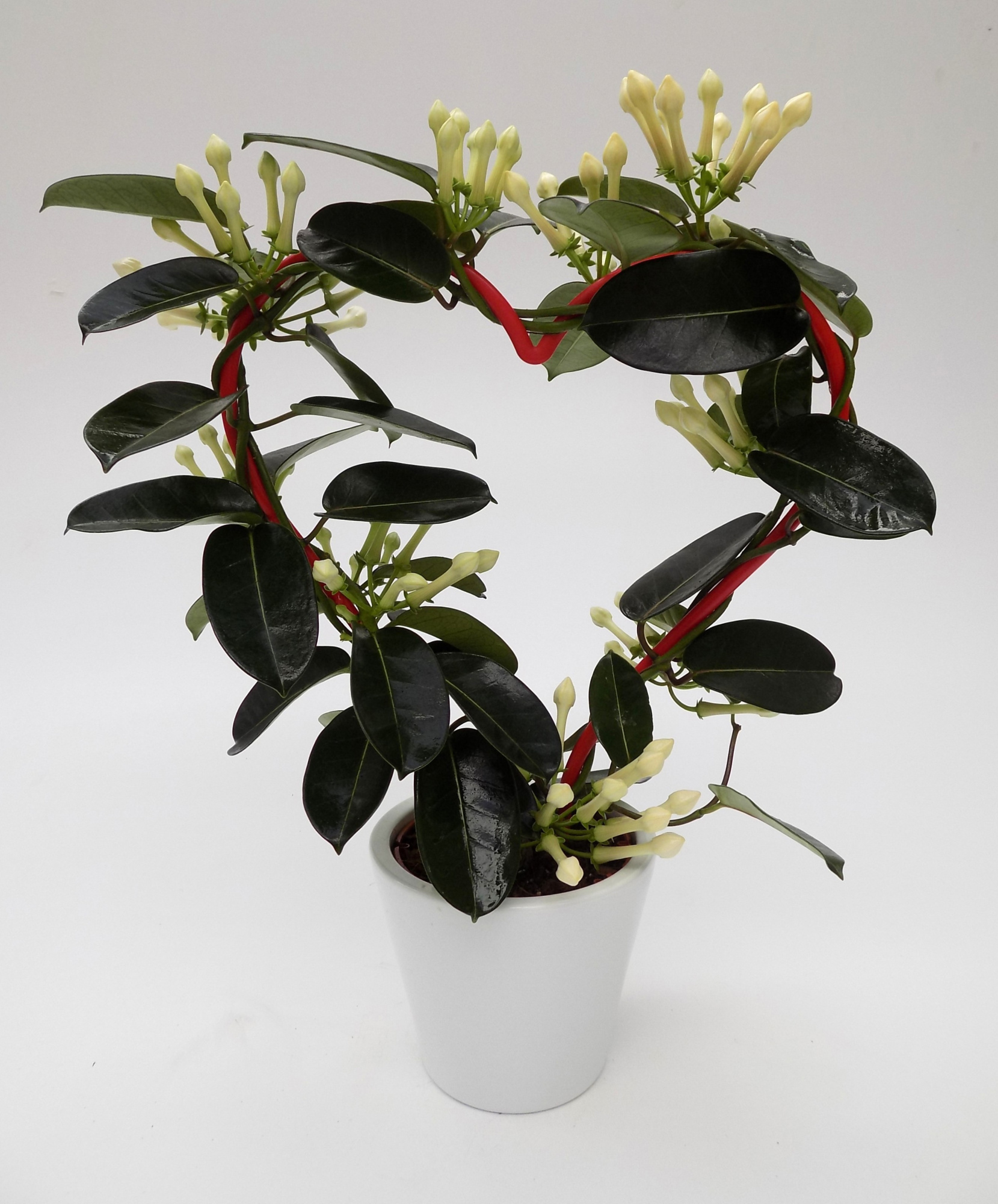 Steph Hart .ker. Sisi, D 12