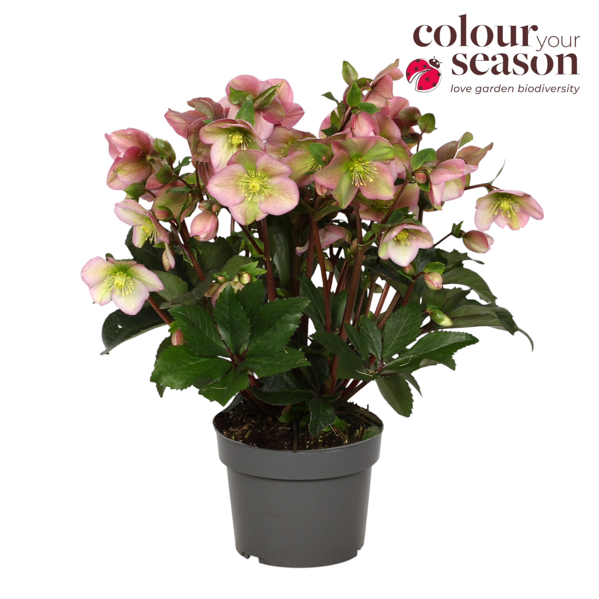 Helleborus Winter Sparkle Blush P19, D 19