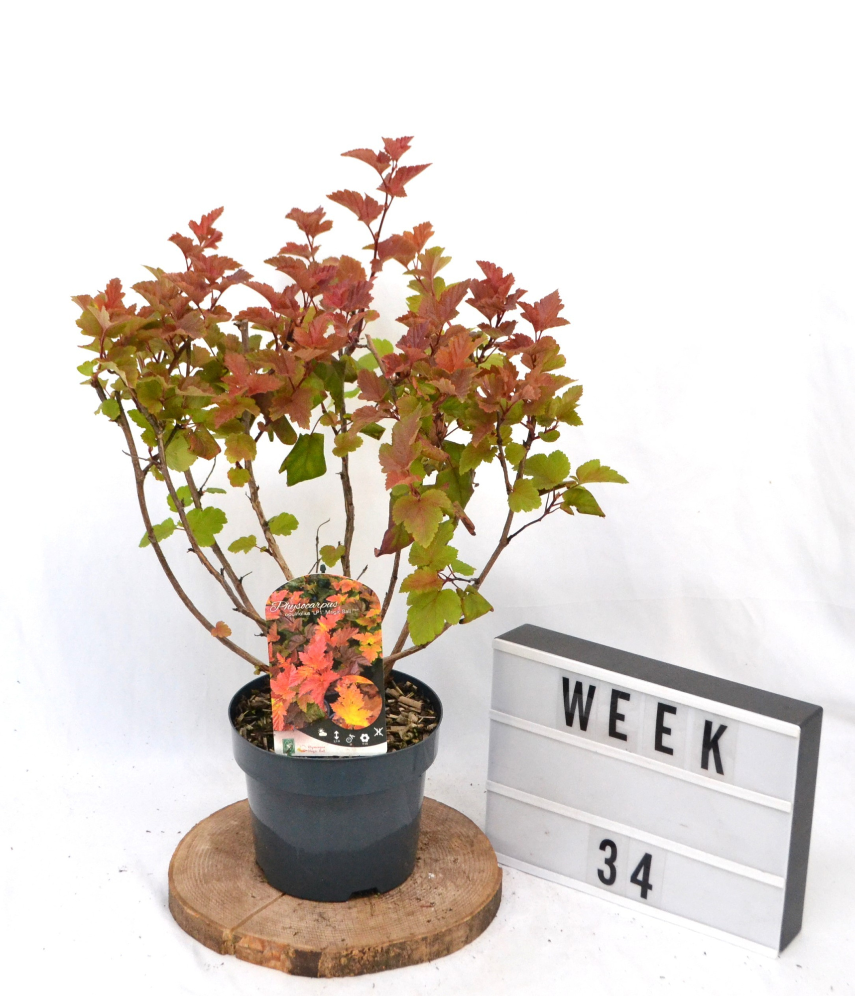 Physocarpus opulifolius Magic Ball C3, D 19 cm