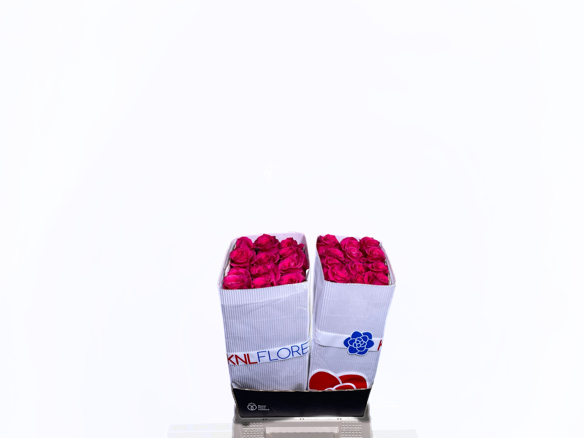 Роза од. Фул Монти 40 (ярко-роз.), шт.