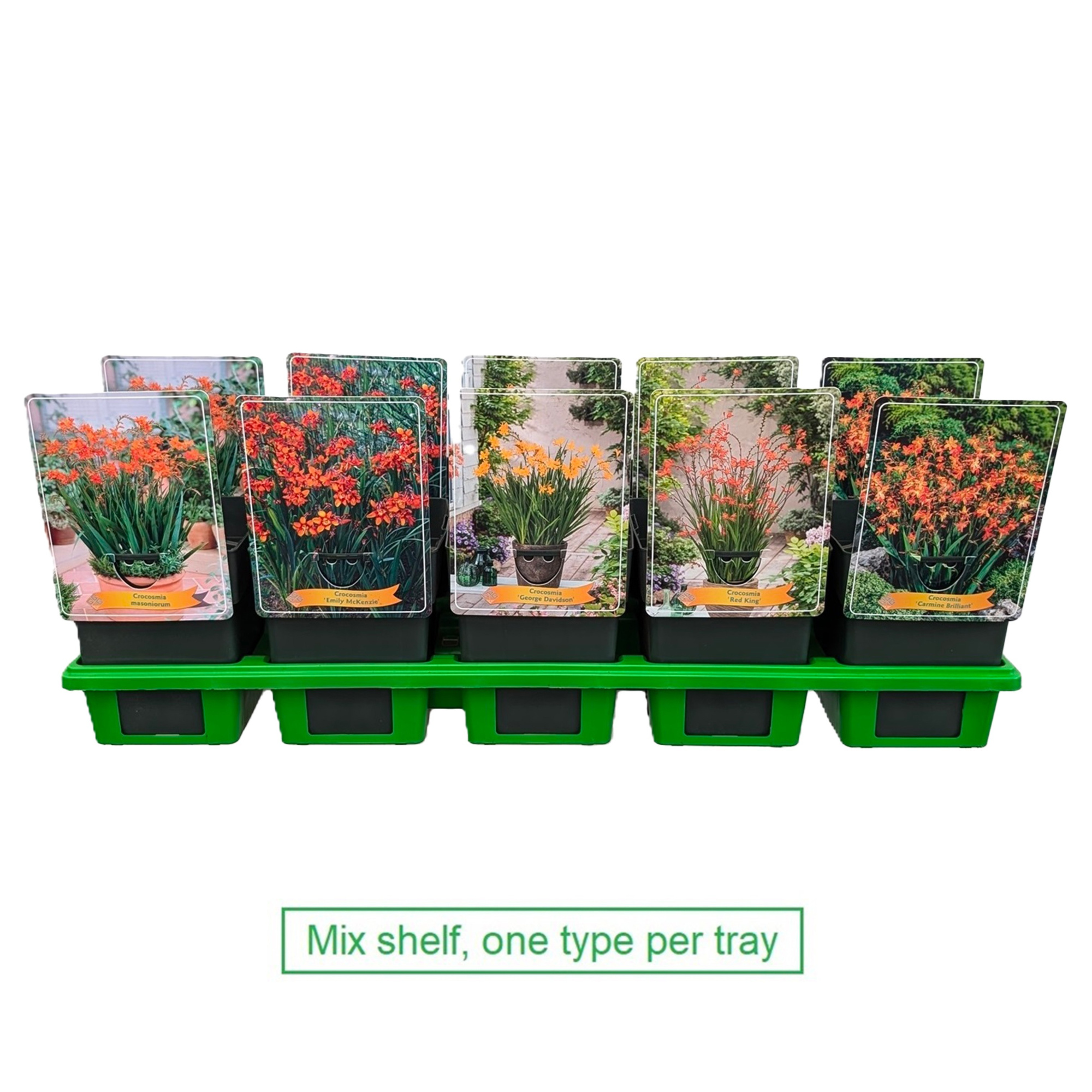 Crocosmia mix laag P11, D 11 cm