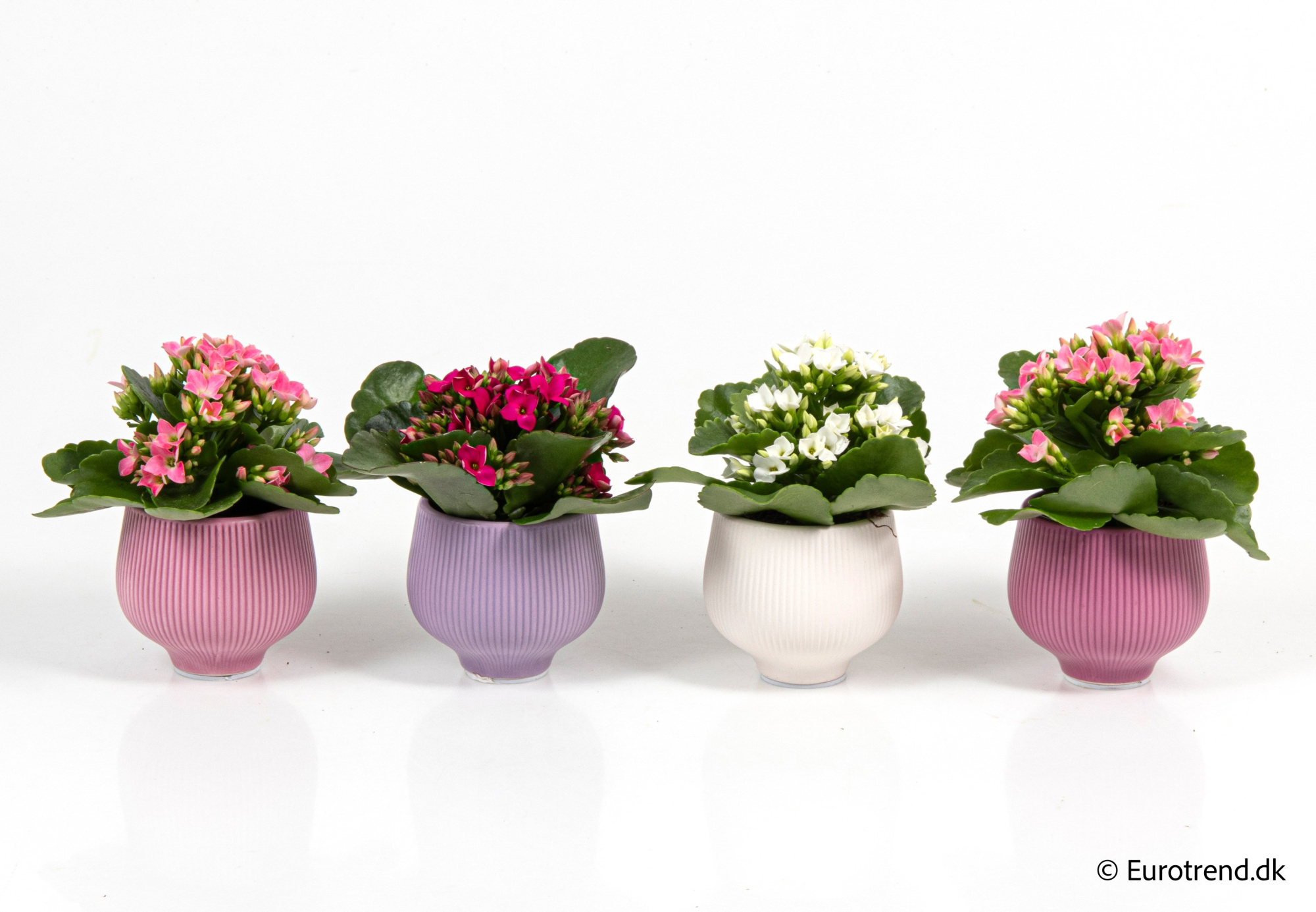 Kalanchoe in Valentine ceramic 2026, D 6