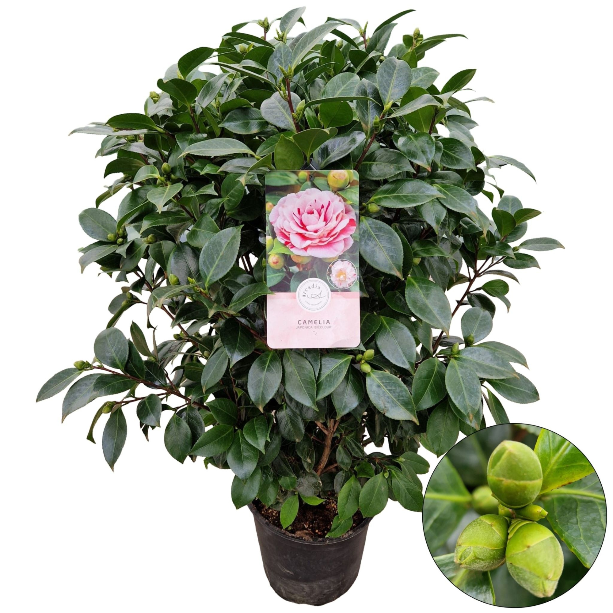 Camellia jap. 'Bicolour', D 29 cm