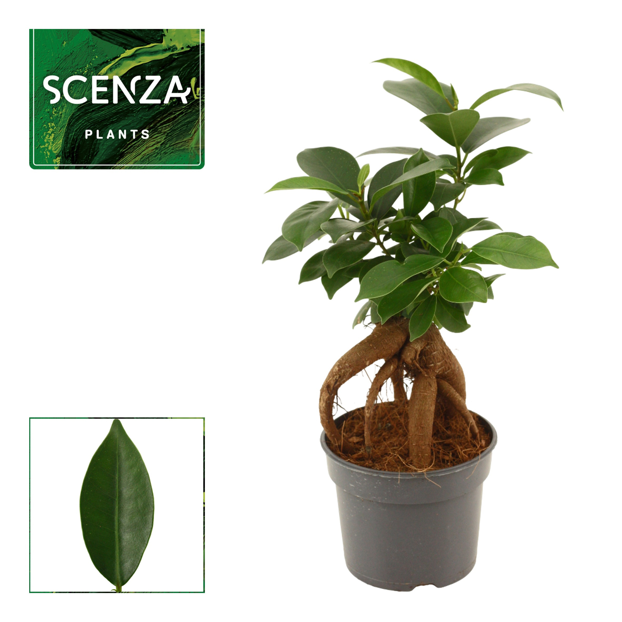 Ficus Ginseng 9 cm Retusa (Scenza), D 9 cm