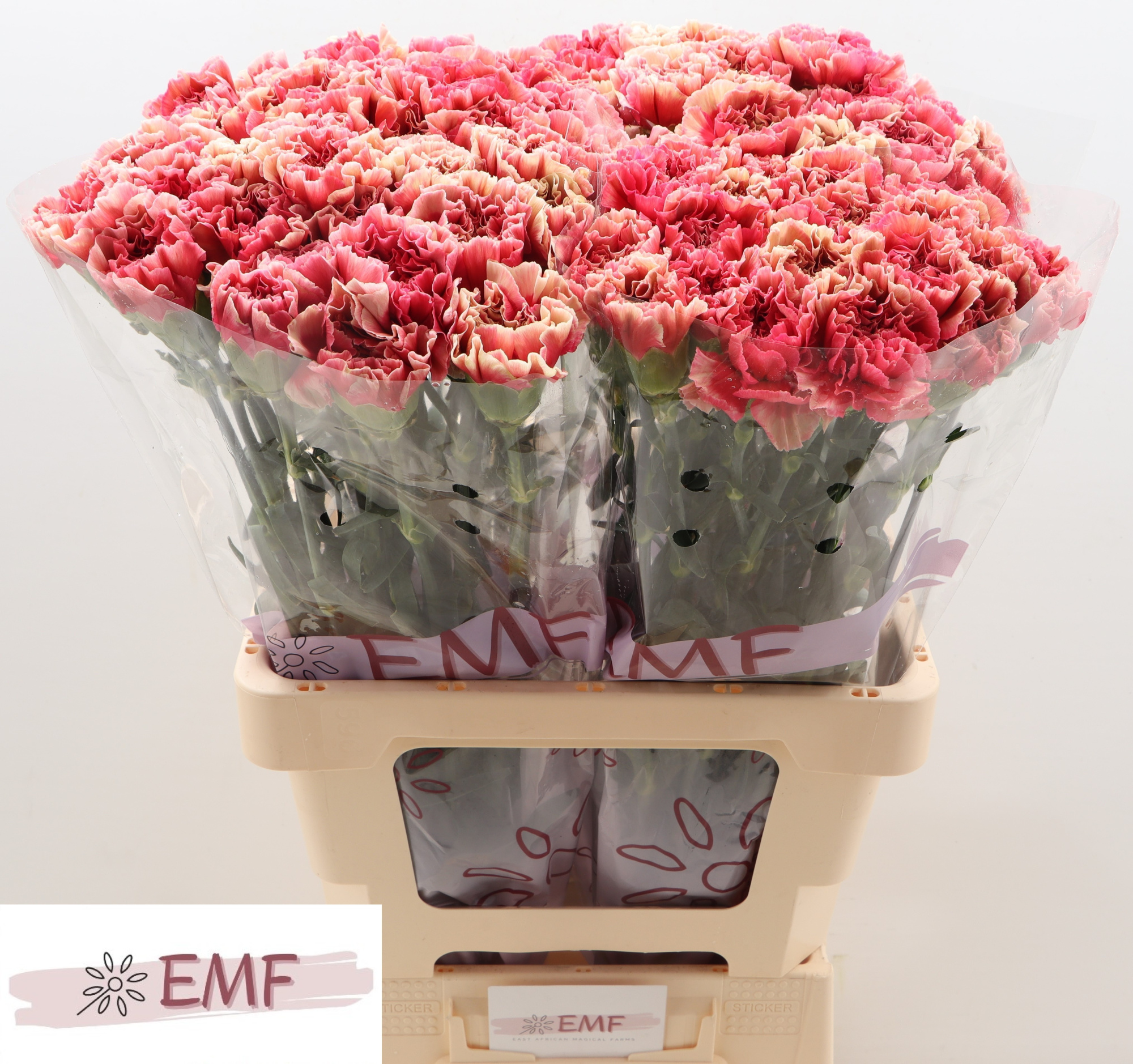 Диантус од. Ипанема, шт.