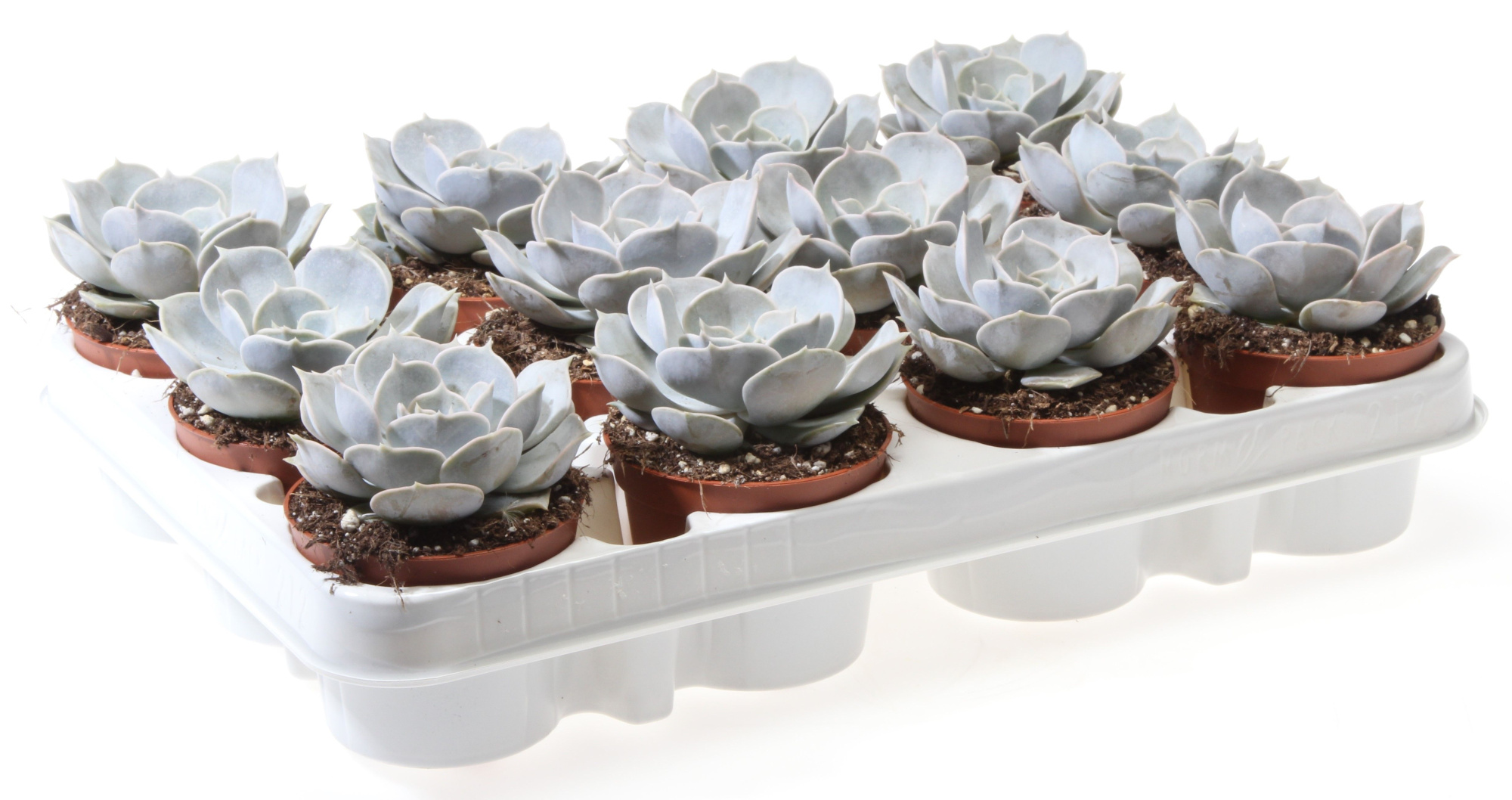 Echeveria lilacina, D 8,5 cm