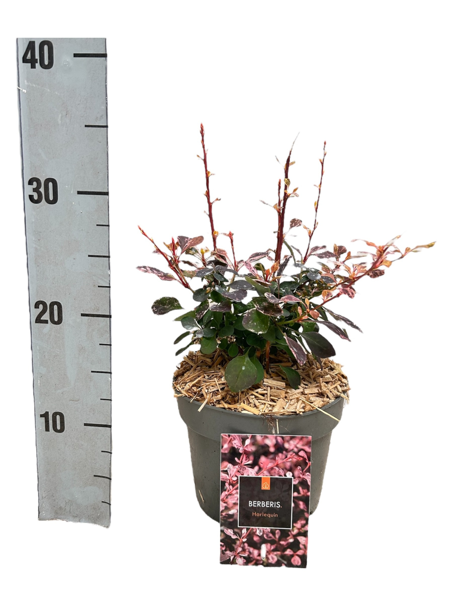 Berberis thunbergii 'Harlequin', D 17 cm