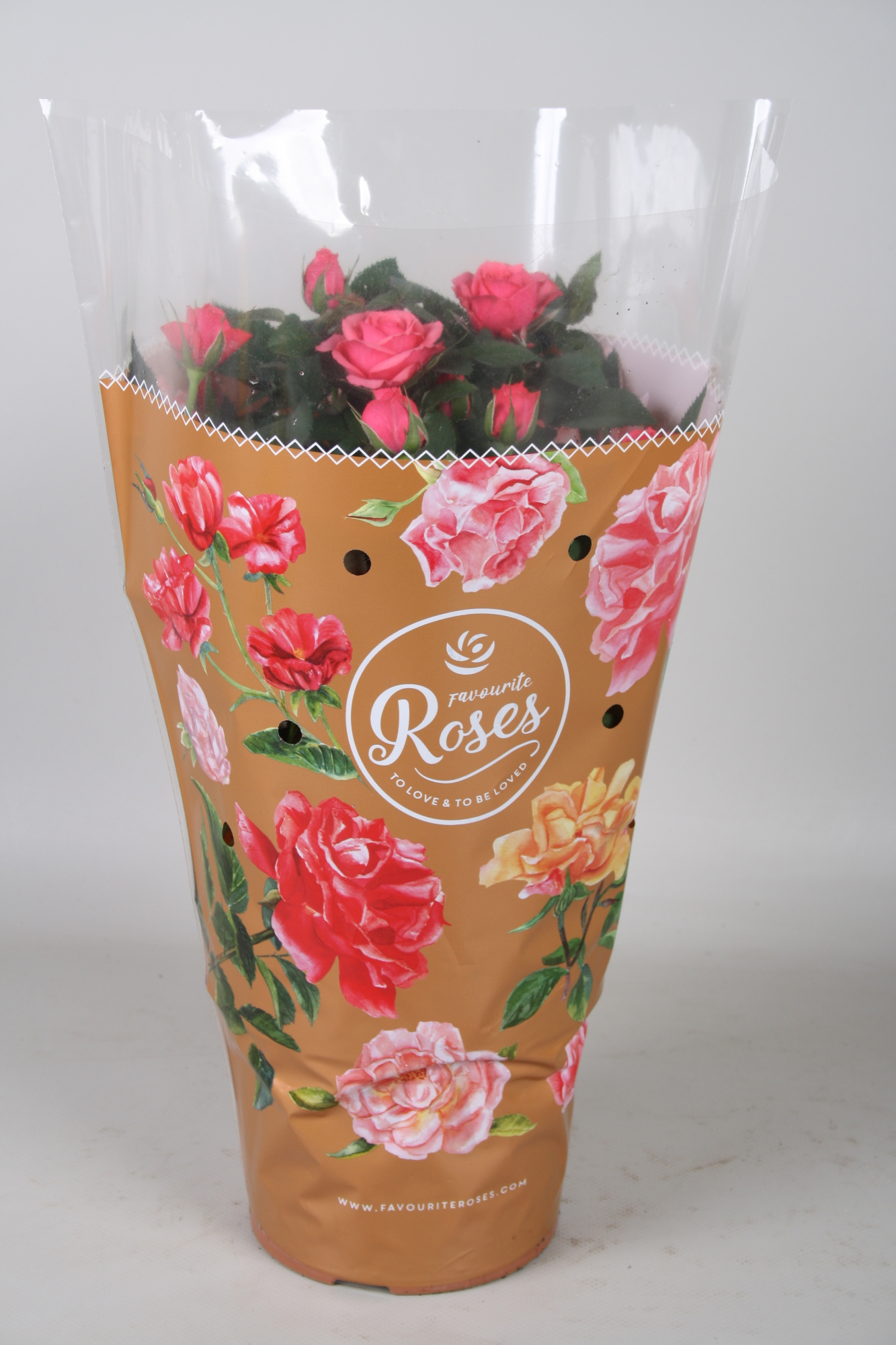 Rosa Favourite Roses pink+seizoenshoes, D 17 cm