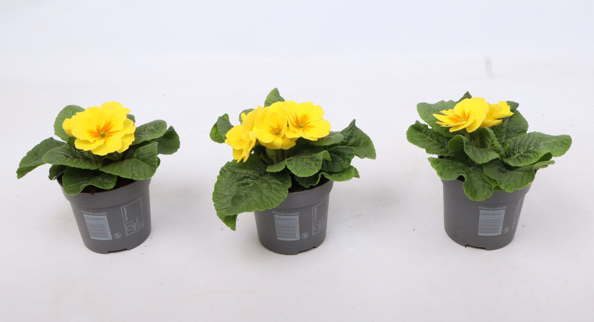 Primula ac. 'Cairo Golden Yellow', D 10,5