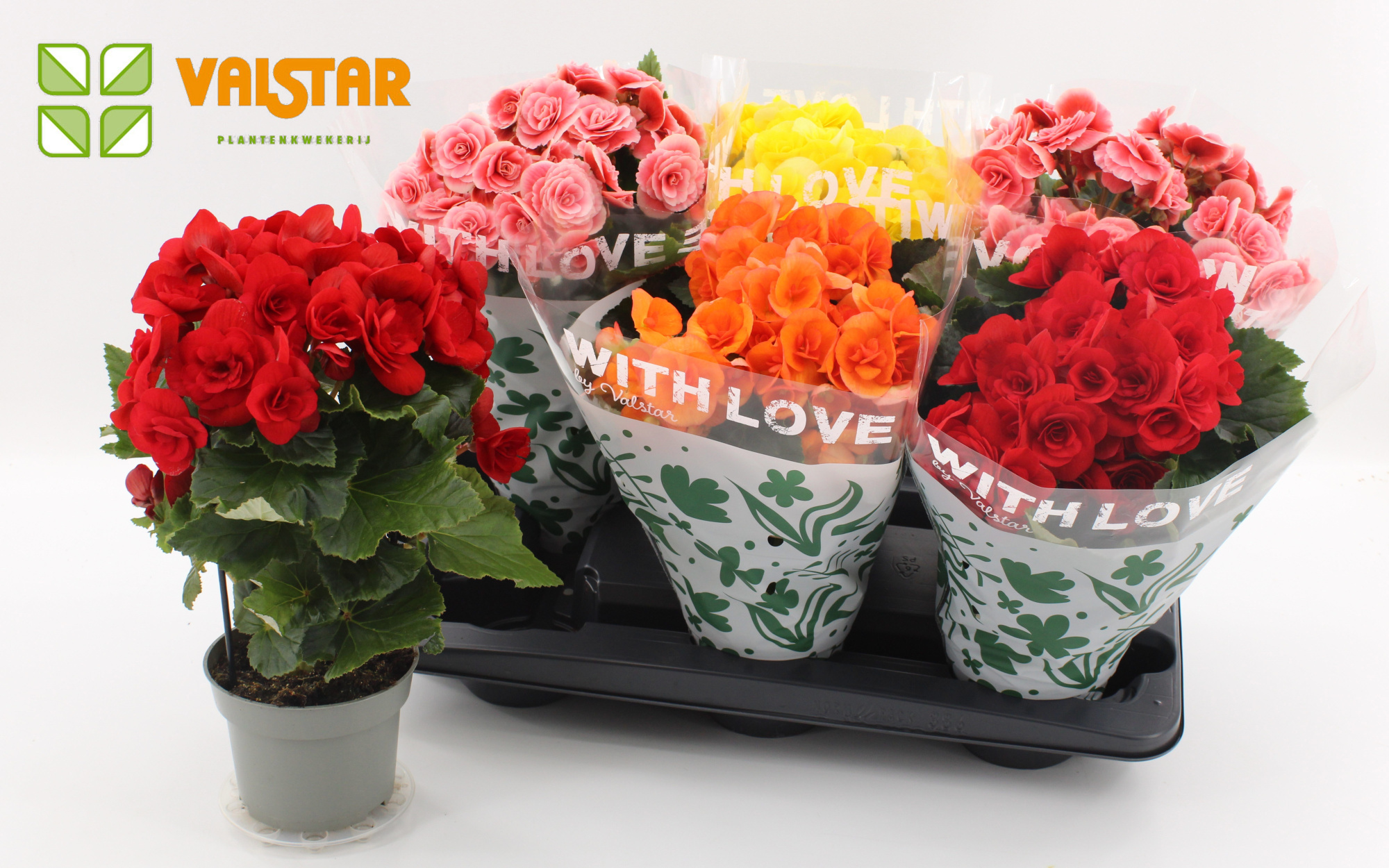 Begonia 13cm With Love by Valstar 2Red 2Borias 1 Yellow 1 Orange, D 13