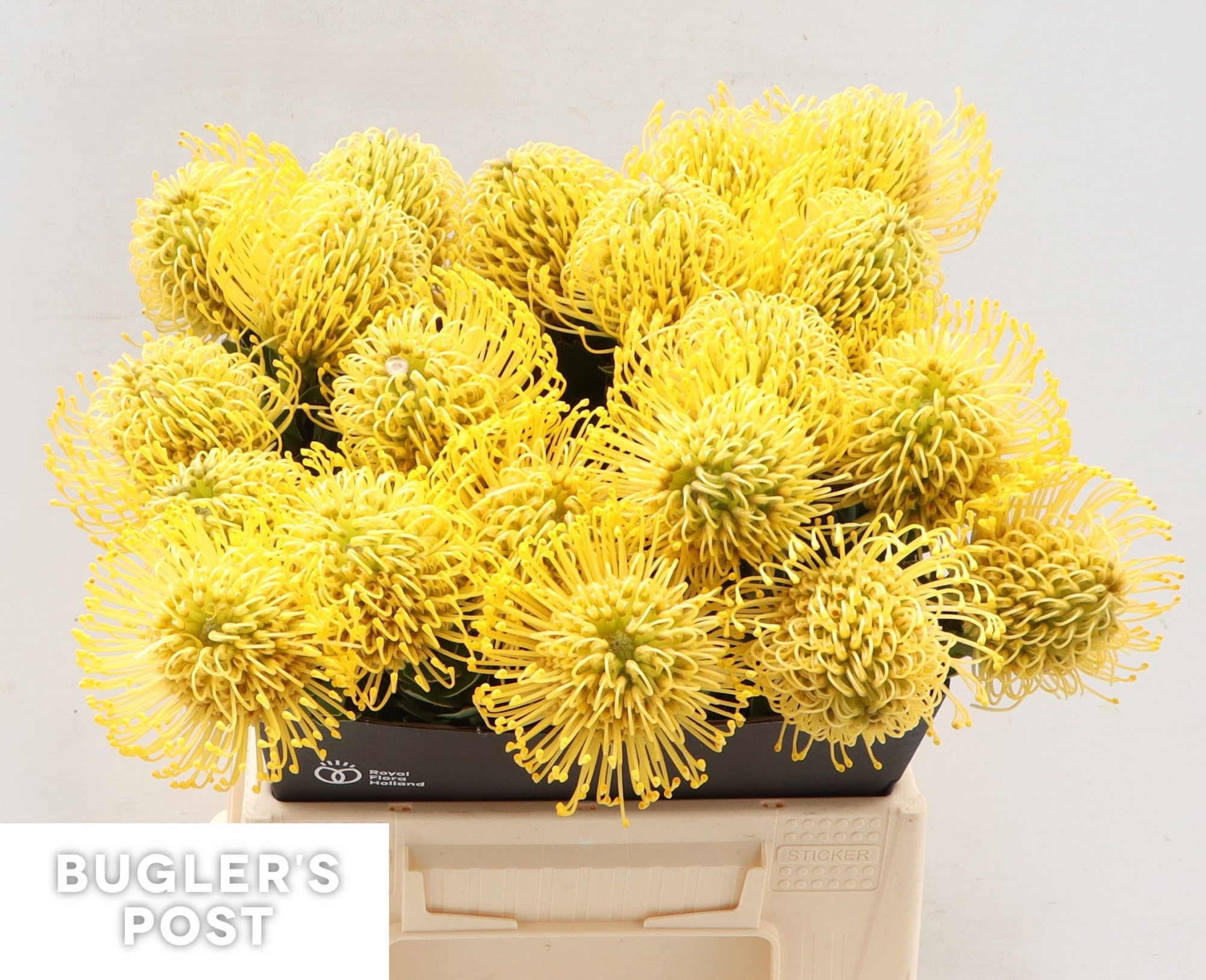 Нутанс Хай Голд 40, шт.