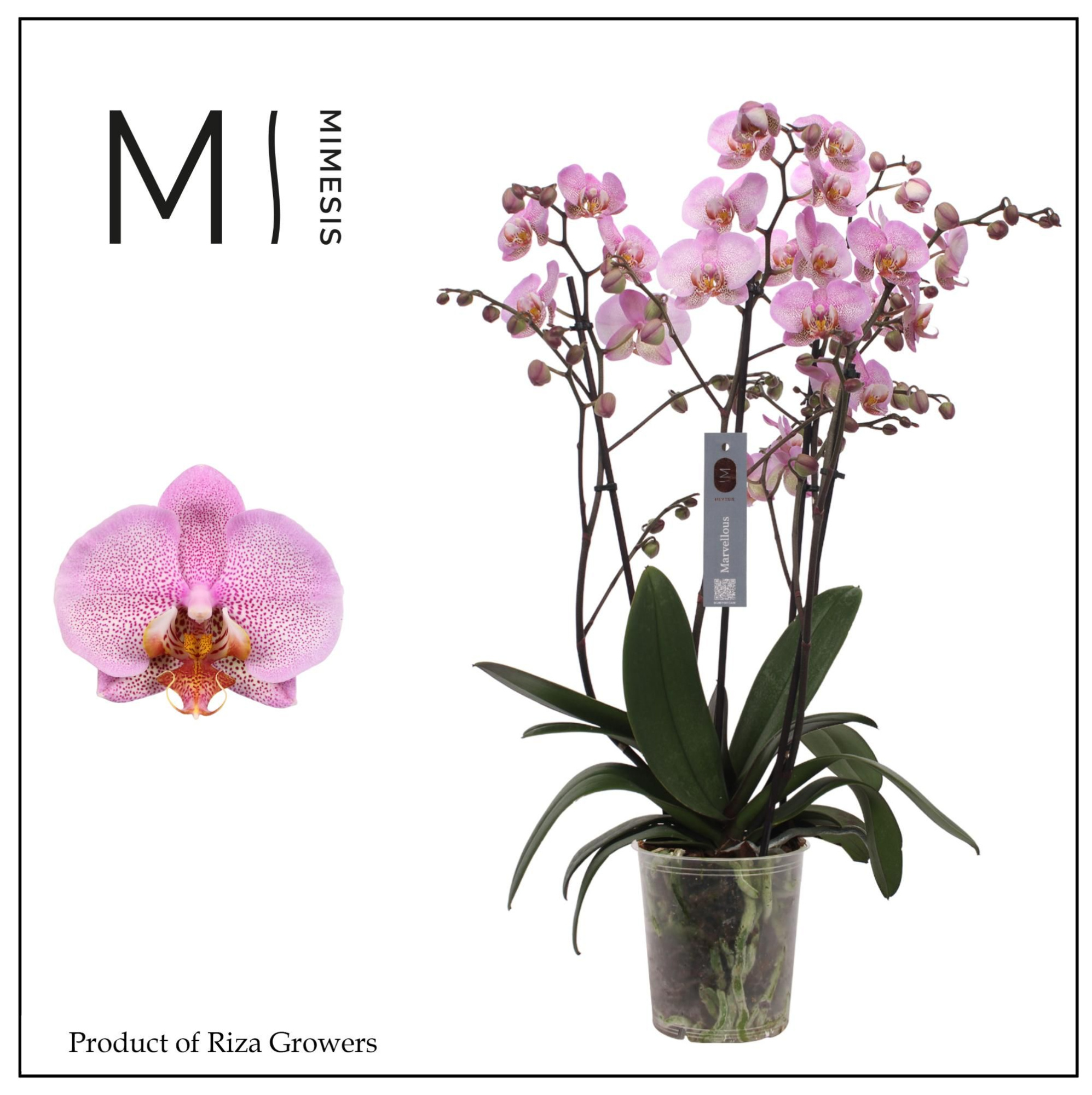 Phalaenopsis Marvellous Pink Special 50+ – 17cm | Mimesis, D 17 cm