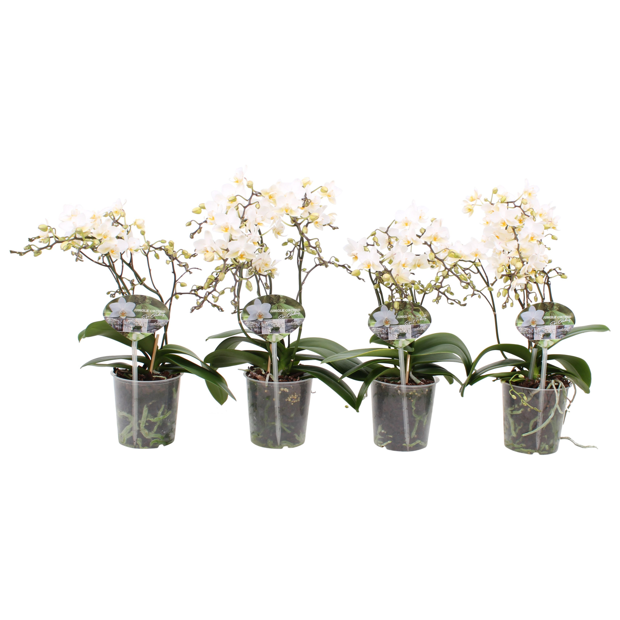 Phal. Multiflora 4/5 tak "Soft Cloud", D 12