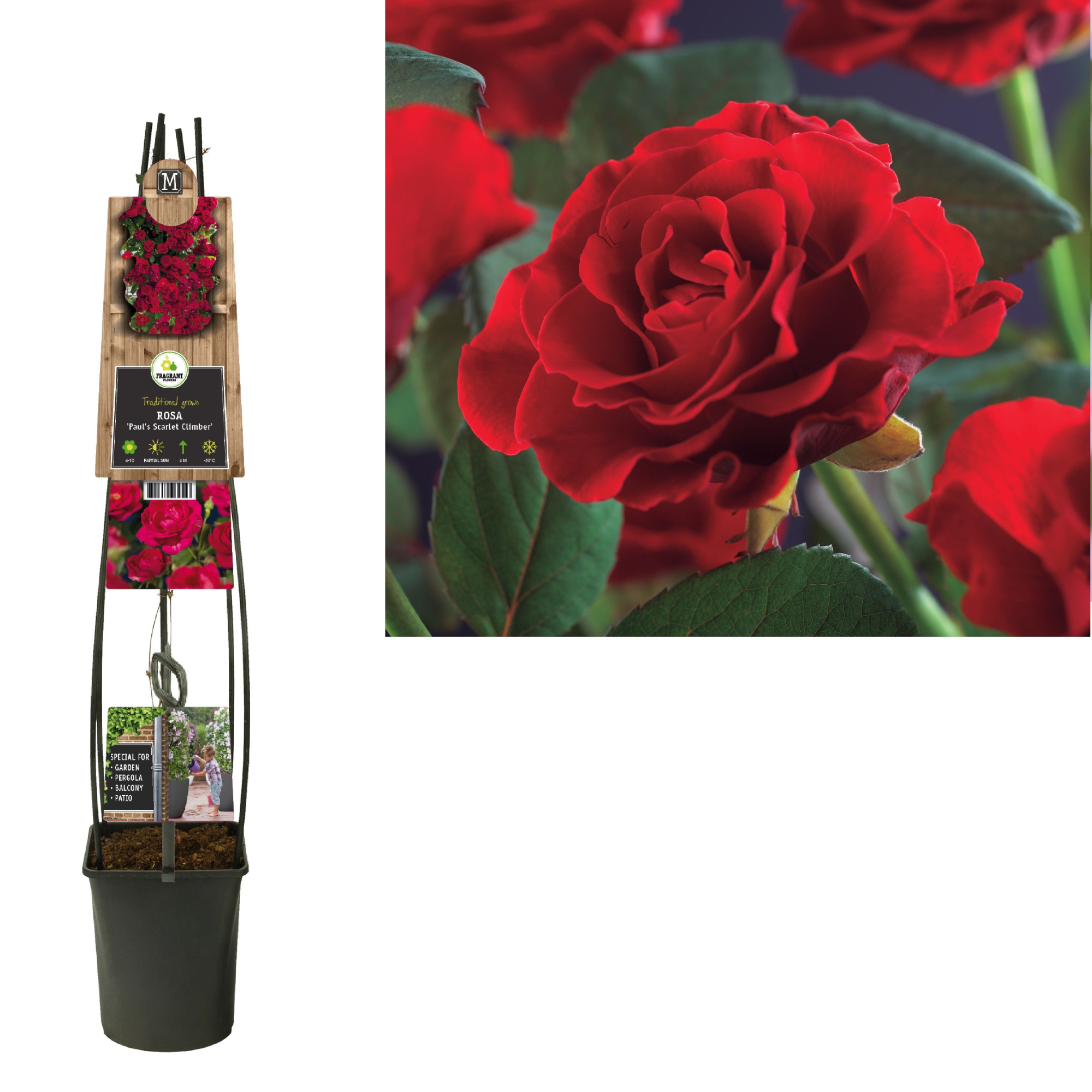 Rosa 'Paul's Scarlet Climber'+3.0 label, D 23 cm