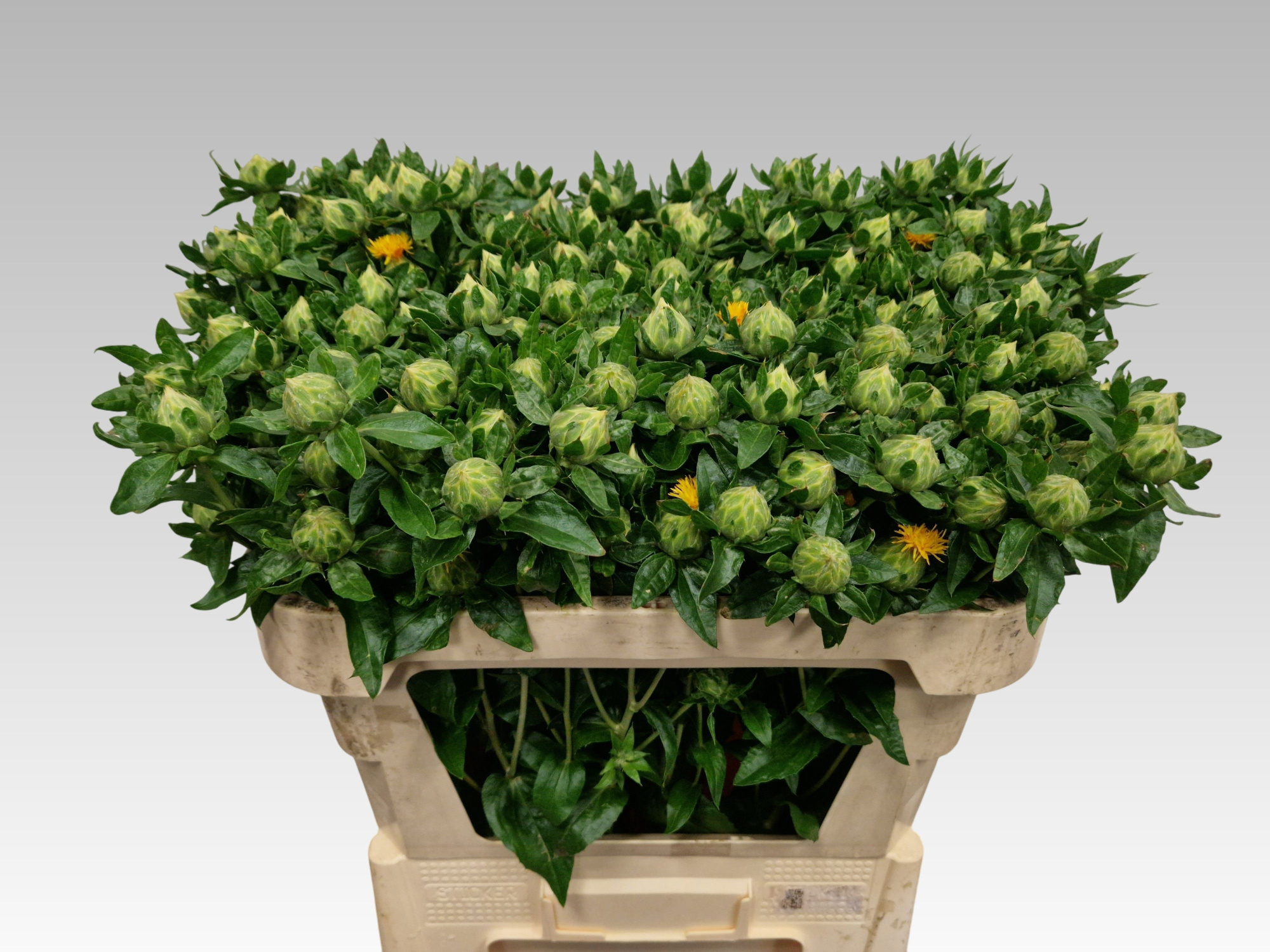 Картамус Занзибар 70 (оранж.), шт.