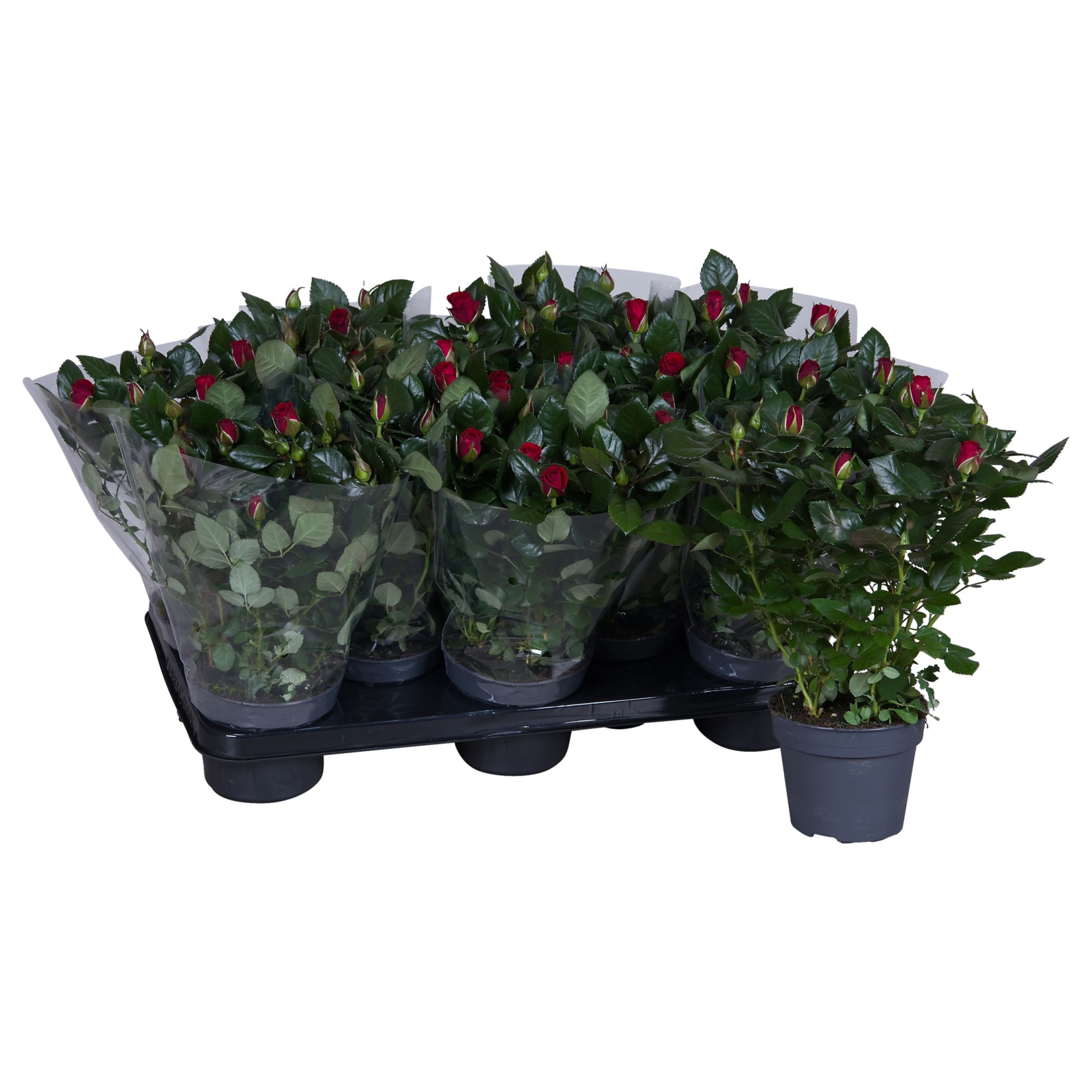 Nolina Roses Ø 13 cm Red Blanco sleeve, D 13 cm