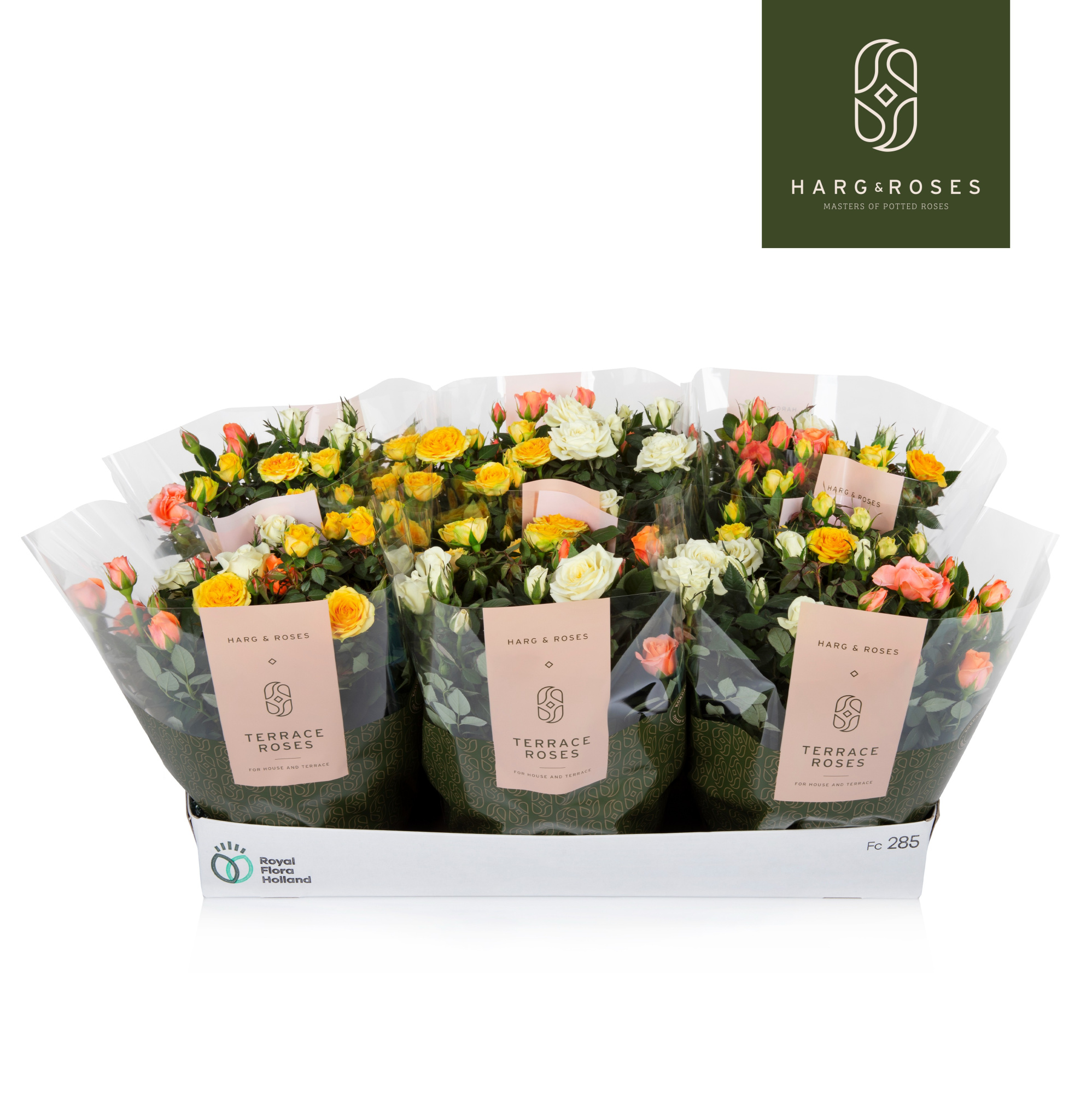 Rosa Kordana Pastel mix schalen (3 Kleuren Mix), D 21 cm