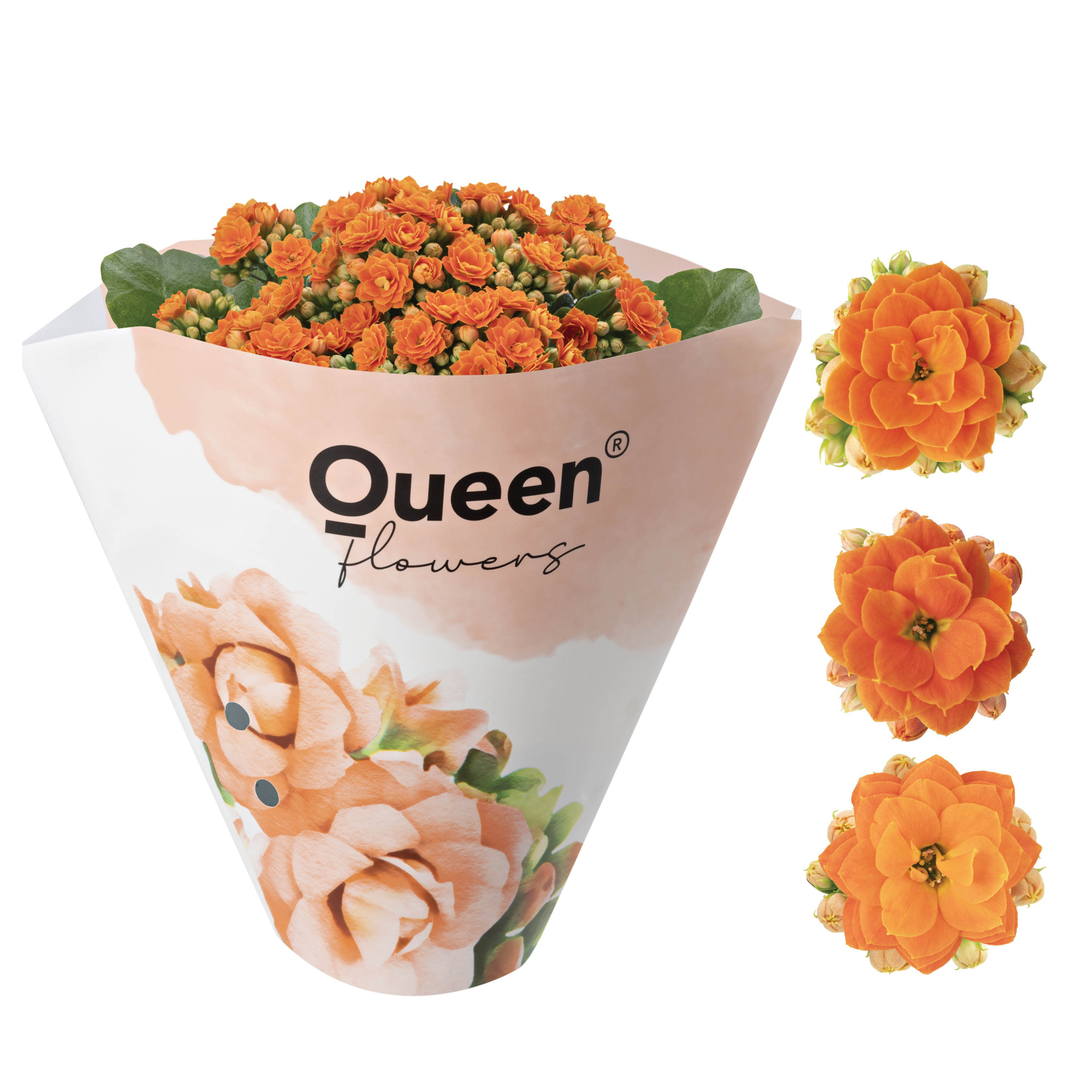 KALANCHOE ARTS-HYBRID 'ORANGE ROSE FLOWER', D 11 cm