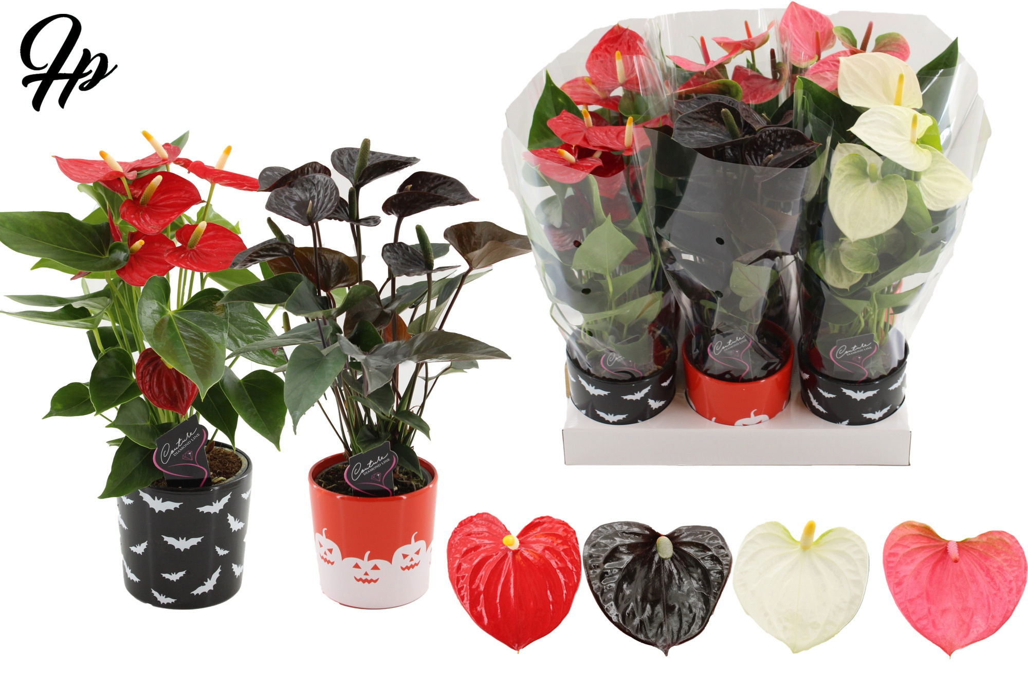 Anthurium 4 color mix in Halloween Bat + Pumpkin creamics, D 12 cm