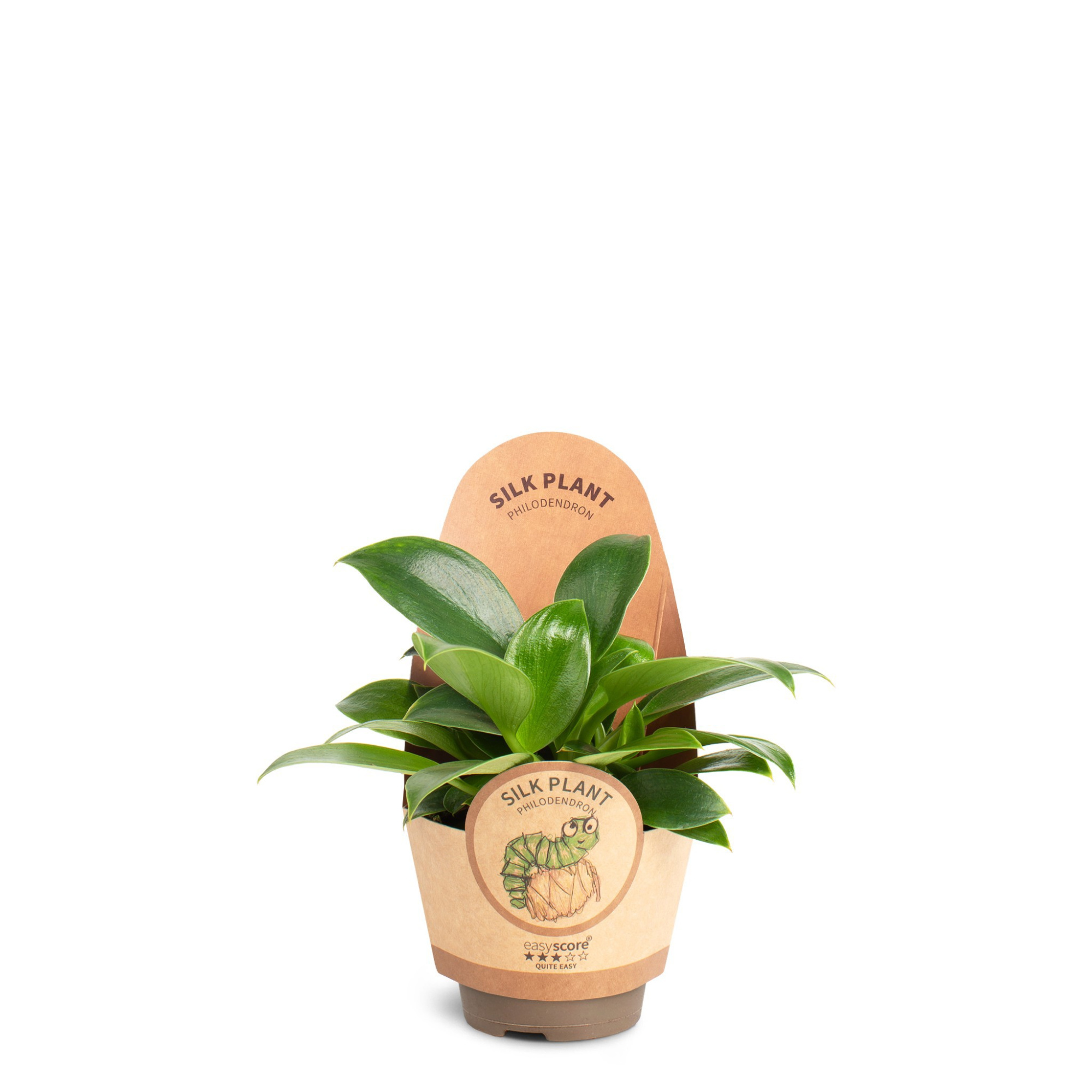 Philodendron Green Princess, D 6