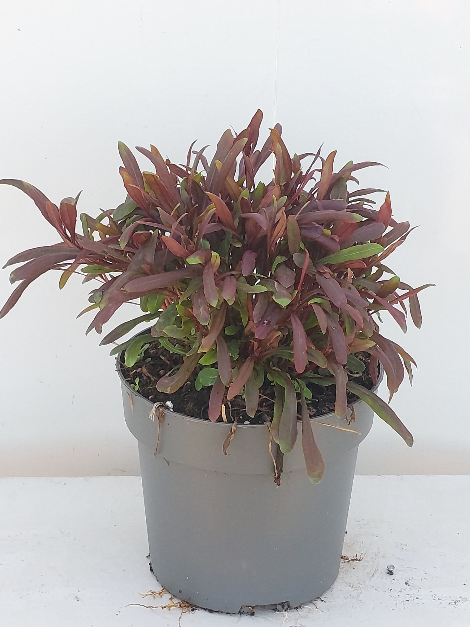 Gaura lindheimer Siskiyou Pink, D 17 cm