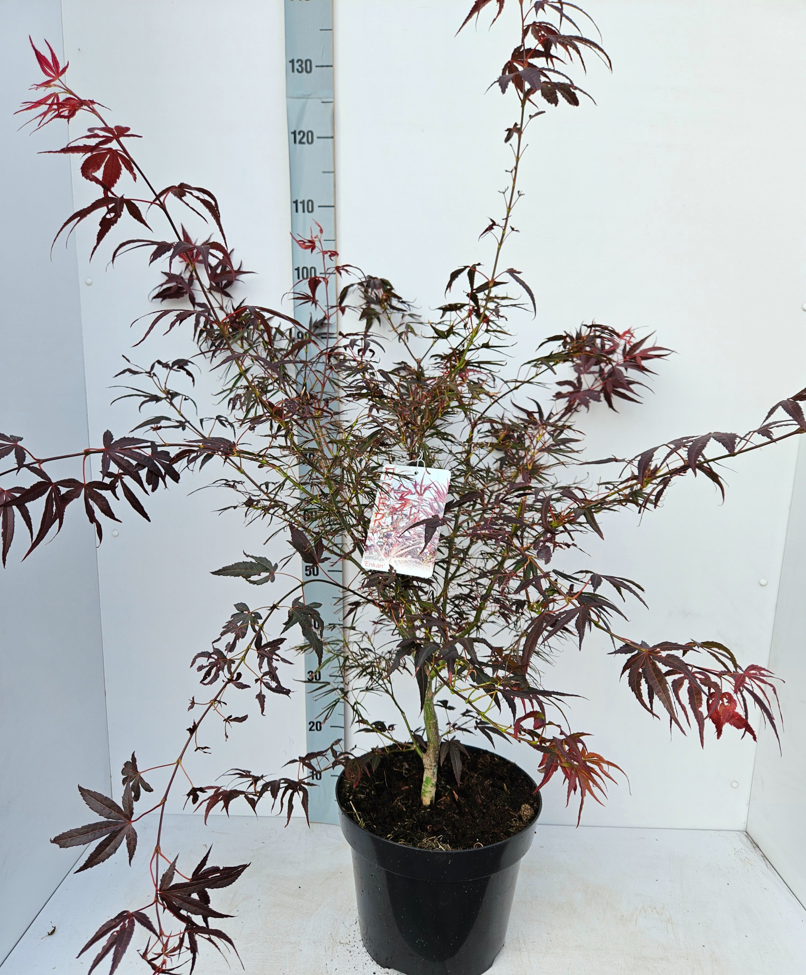 Acer palmatum 'Enkan', D 31 cm