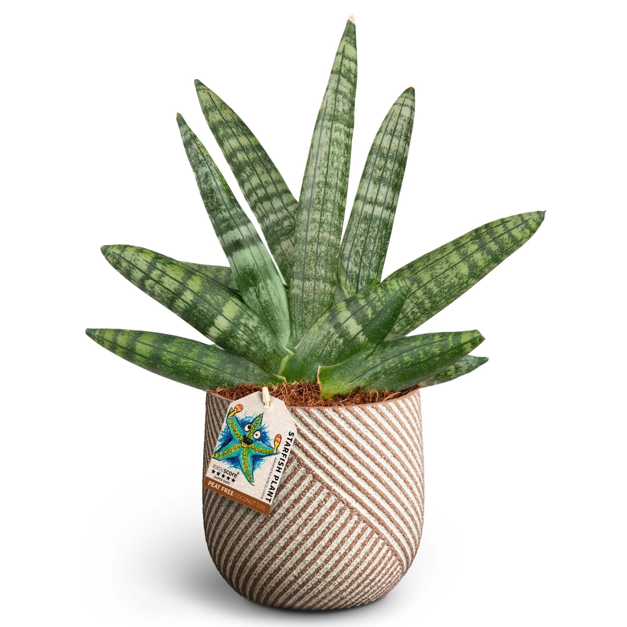 Grove Nougat, Sansevieria Boncellensis, D 12 cm