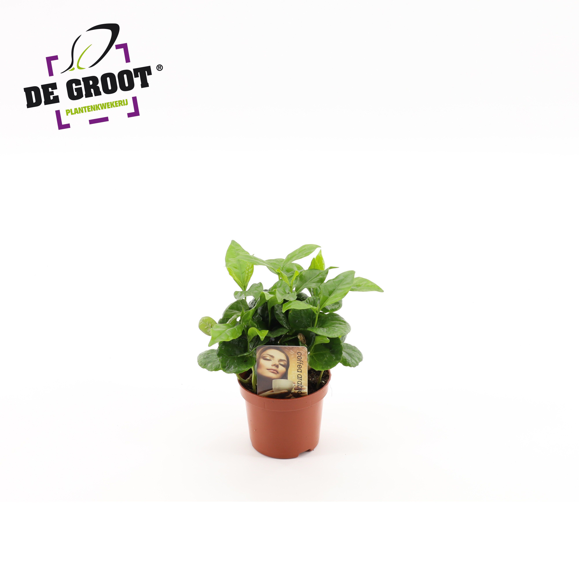 Coffea Arabica, D 9 cm