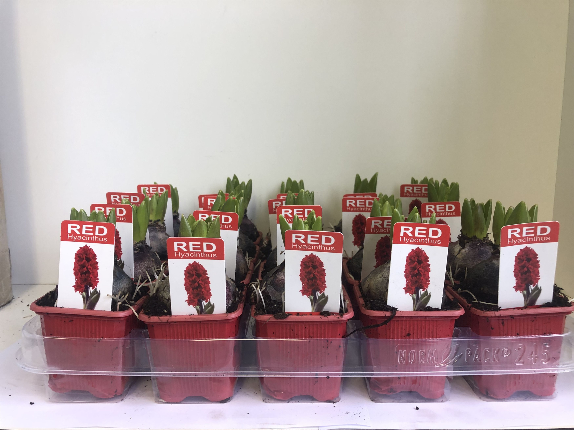 Hyacint Jan Bos met etiket, D 7