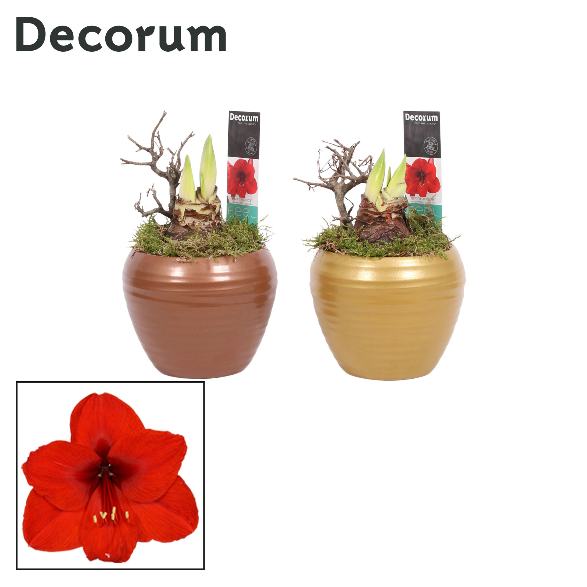 Amaryllis Rood 2 Knop in Melanie HERFST (Decorum), D 12 cm