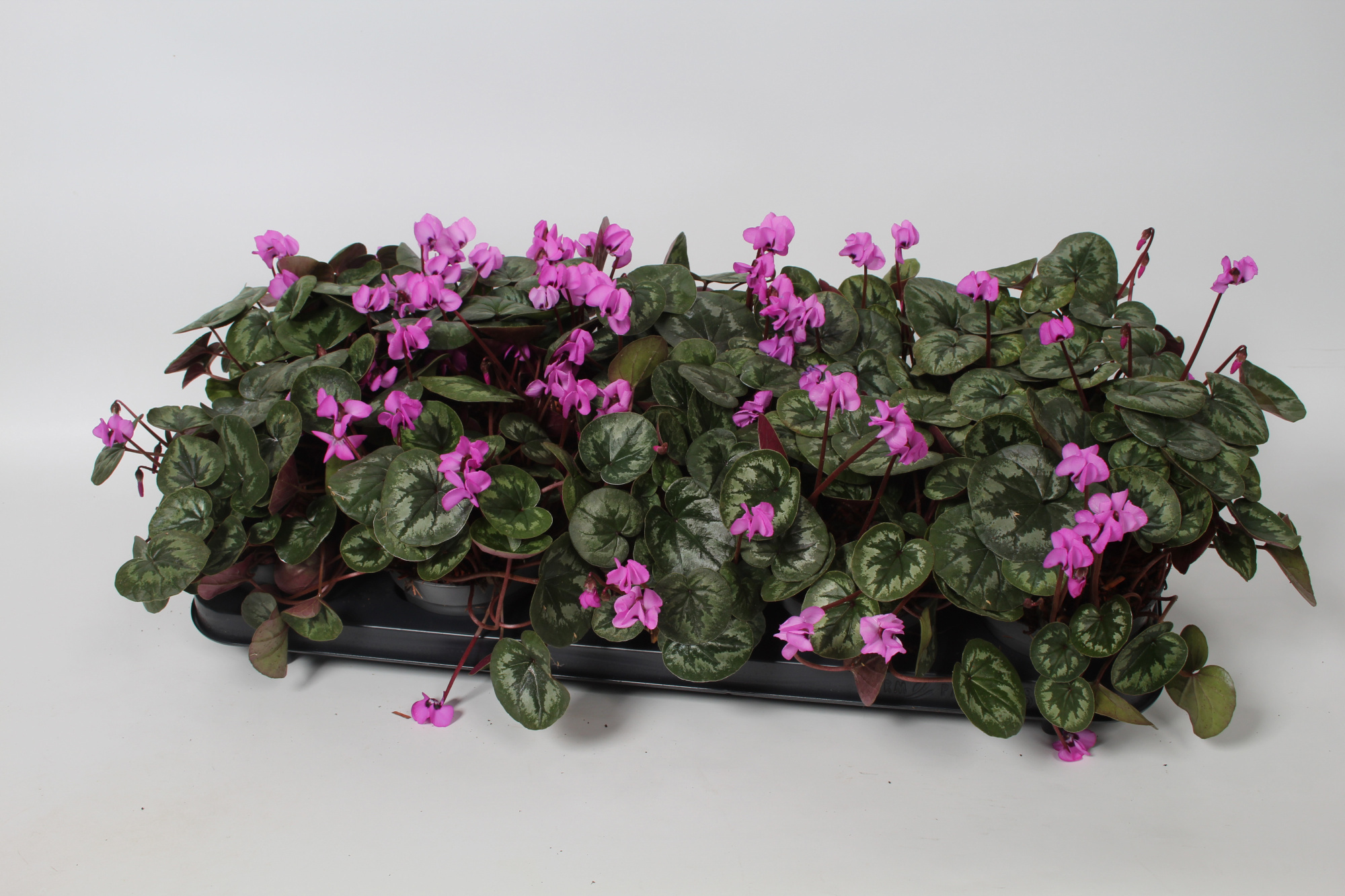 Cyclamen coum Donker Rose donker blad, D 10,5