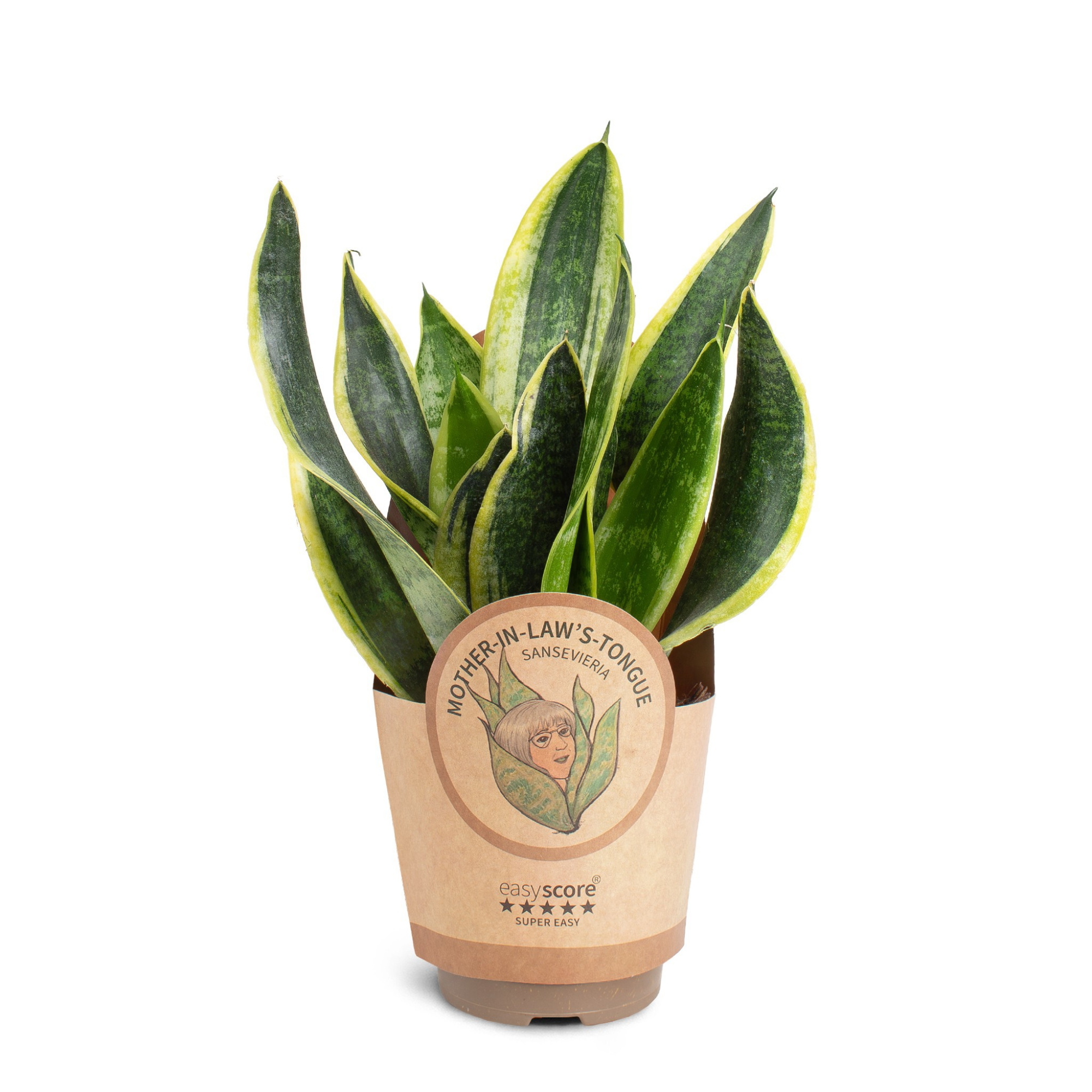Sansevieria ´Superba´, D 11