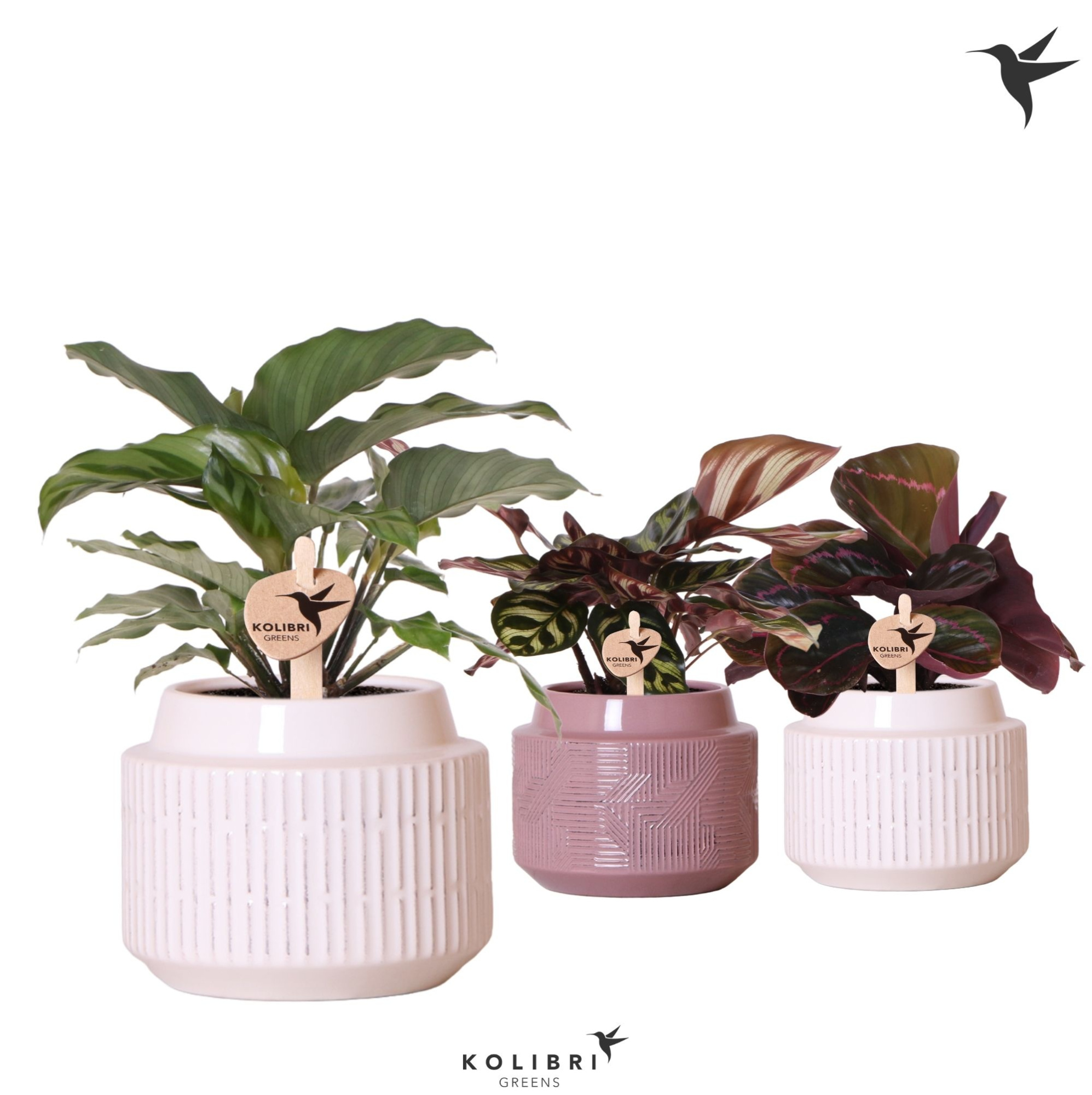 Kolibri Greens Calathea mix in Maze pot mix, D 9