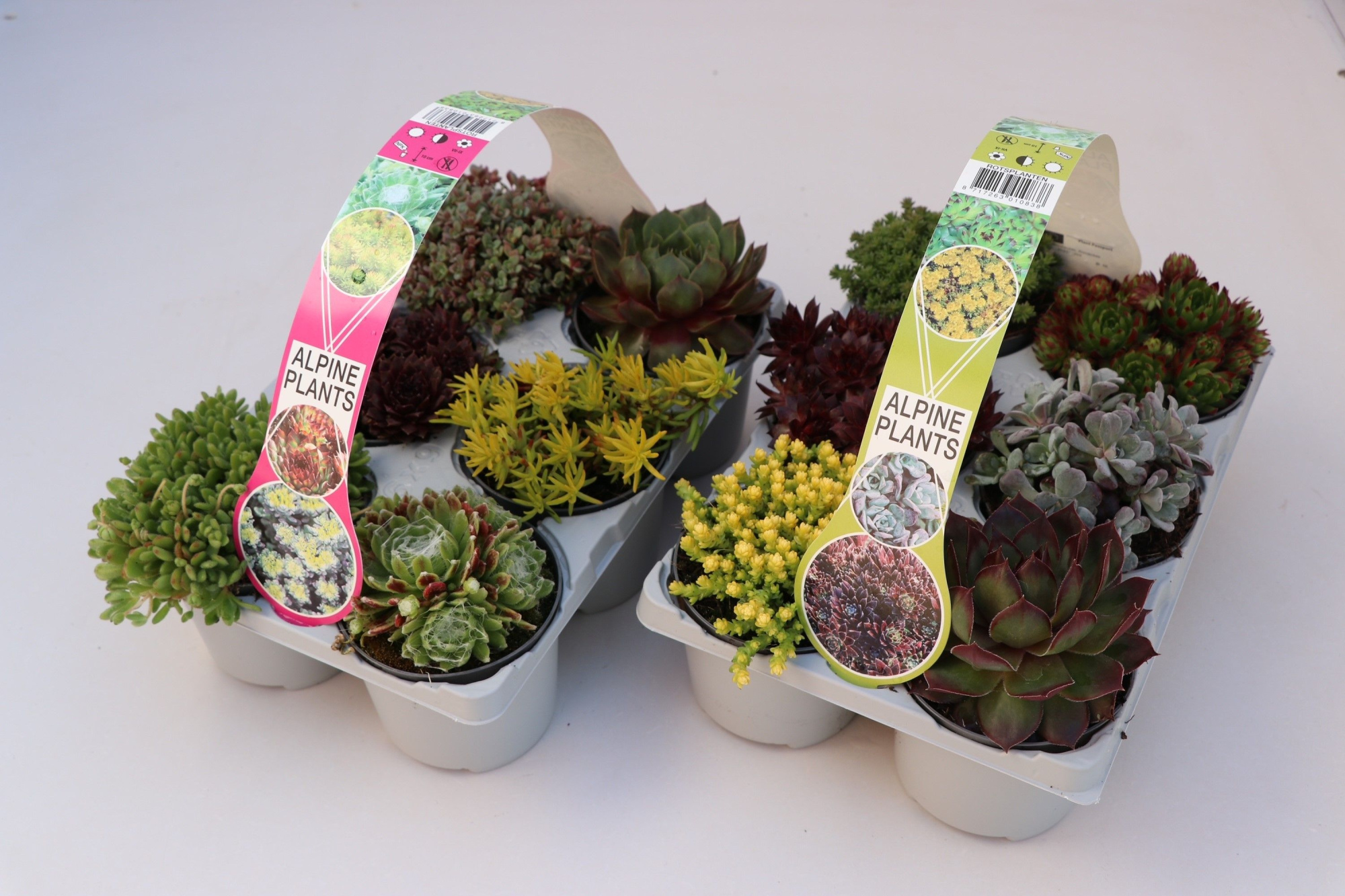 Rotsplanten mix, sixpack, D 8,5 cm