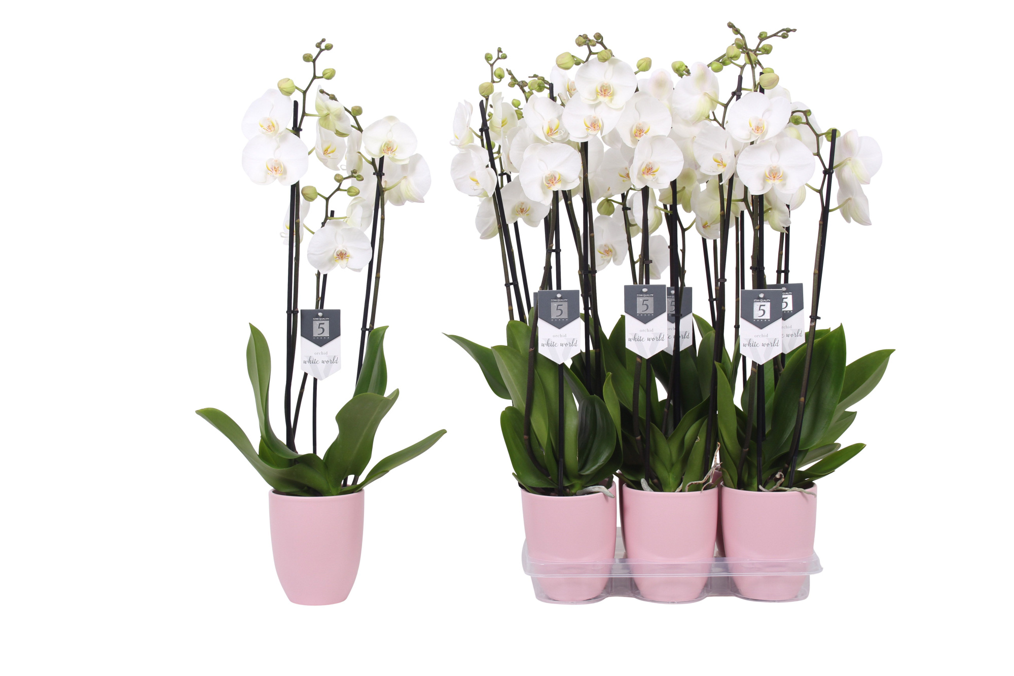 Phalaenopsis White World, 3-spike Pink Ceramics, D 12 cm