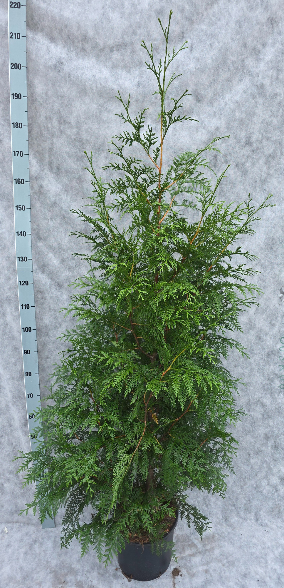Thuja plicata Excelsa 200, D 133 cm
