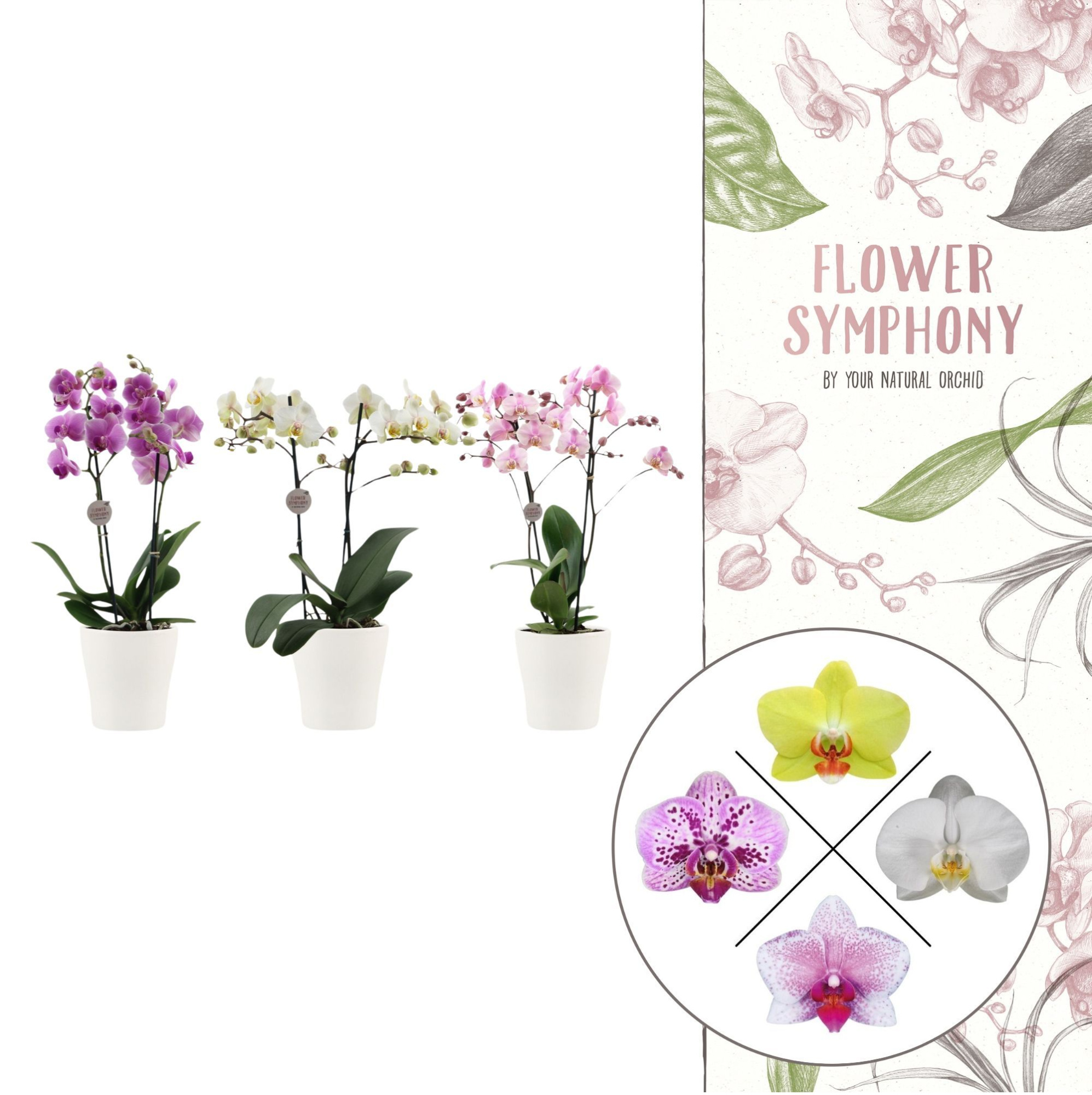 Flower Symphony | Mix in Anna wit keramiek | Phal. 2 spike, D 12