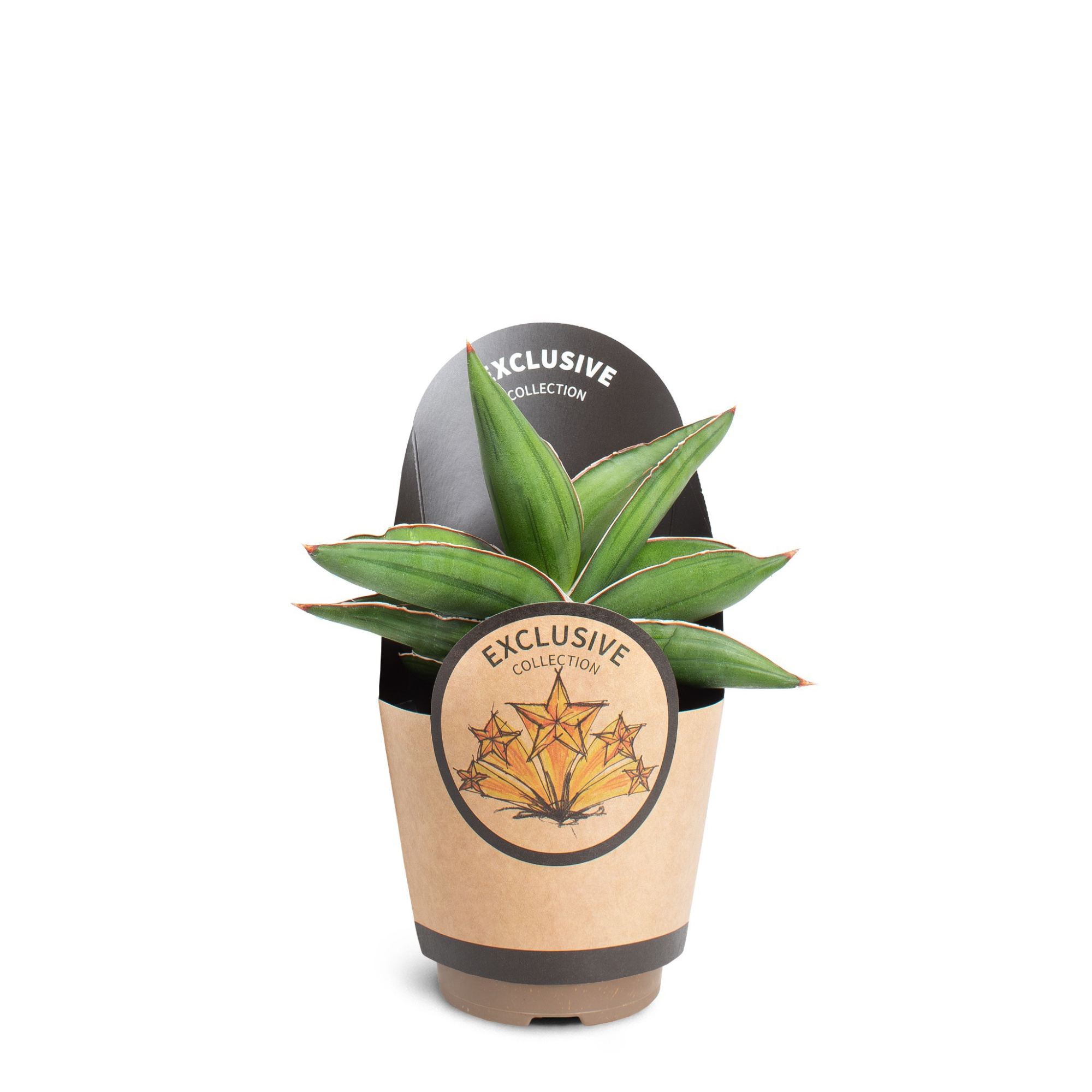 Sansevieria ´Samurai´, D 11