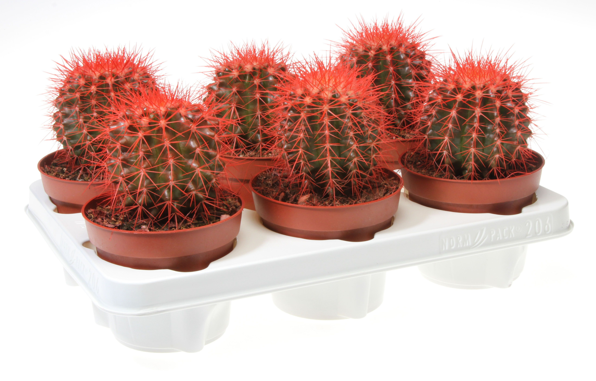 Grusonii rainbow rood, D 12 cm