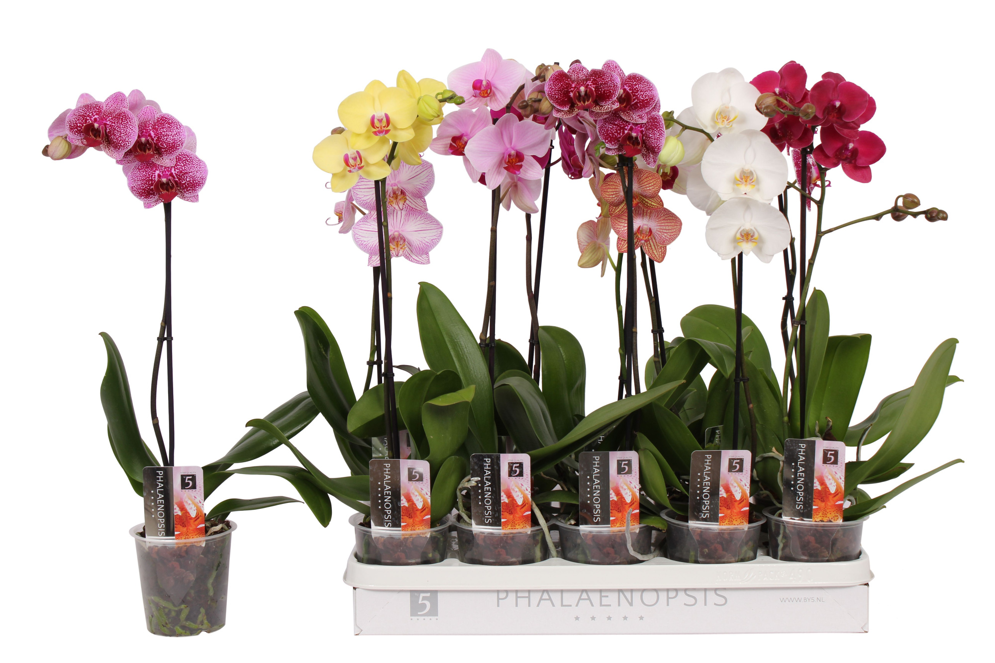 Phalaenopsis 5 color mix, 1-spike 6+, D 12