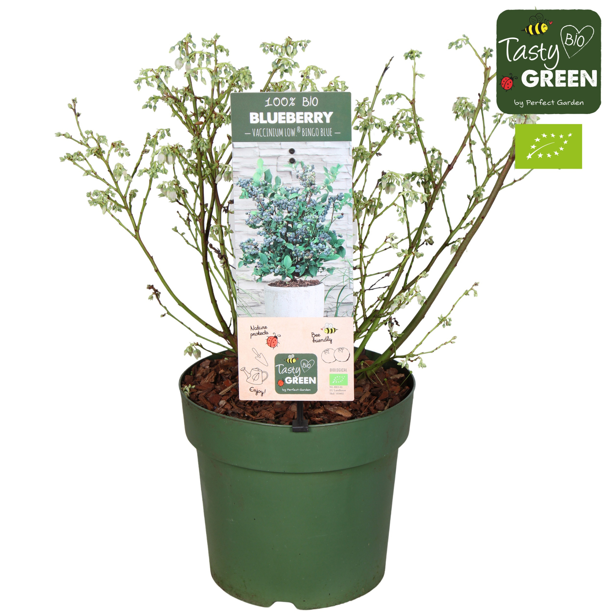 Vaccinium cor. 'Bingo Blue' Patio Bio P23, D 23