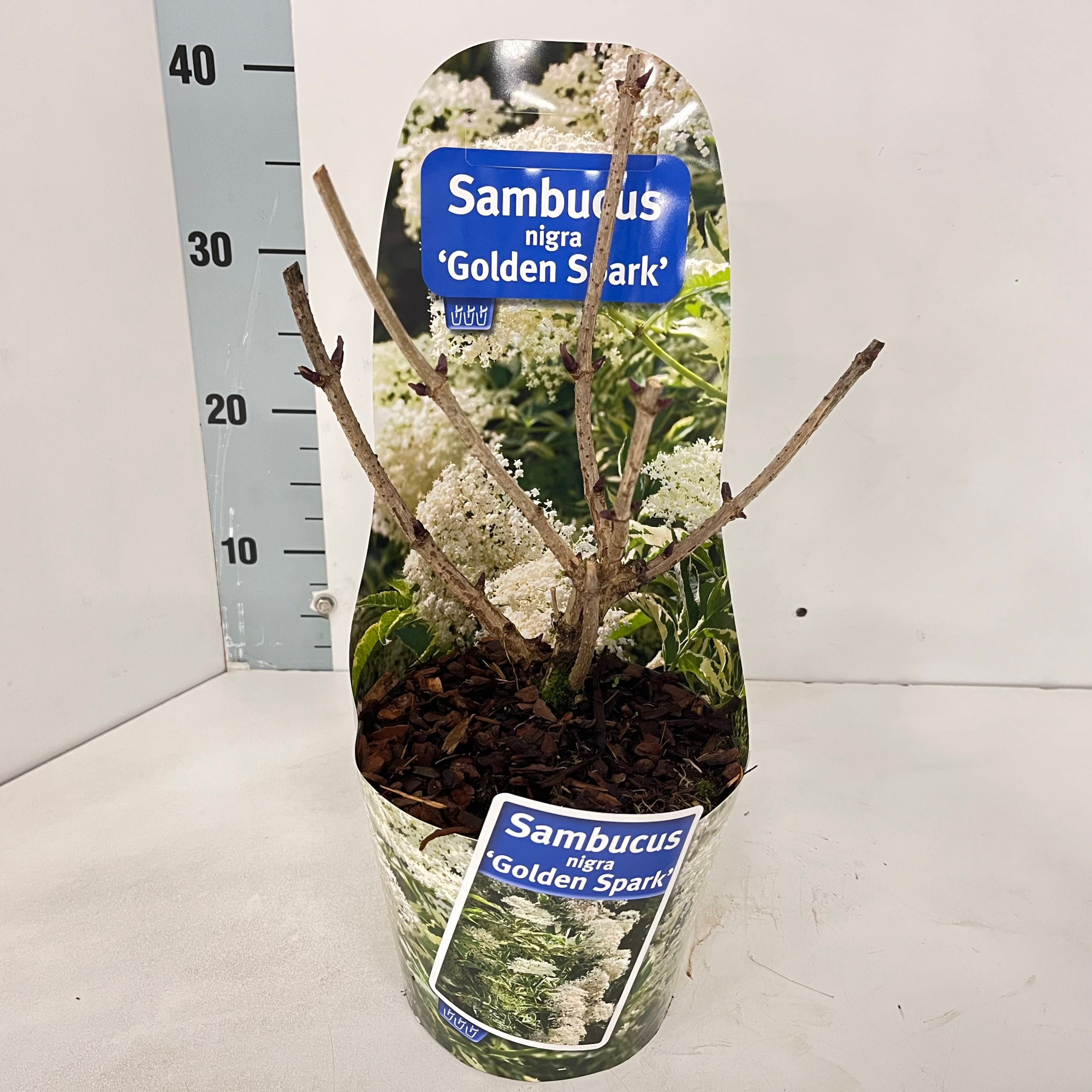 Sambucus nigra Golden Spark' (Alcsam) (in potcover), D 17