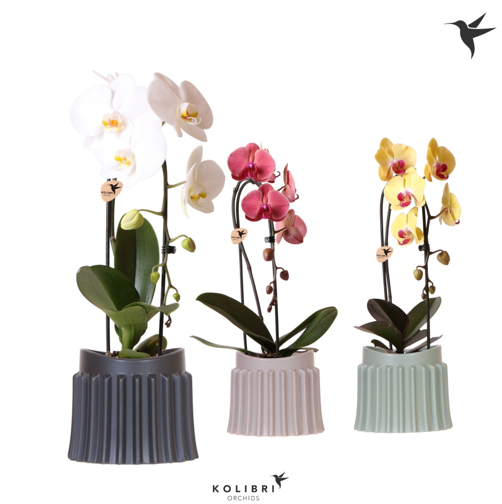 Kolibri Orchids Cascade Niagara Fall mix 1 spike in Raw pot mix, D 12 cm