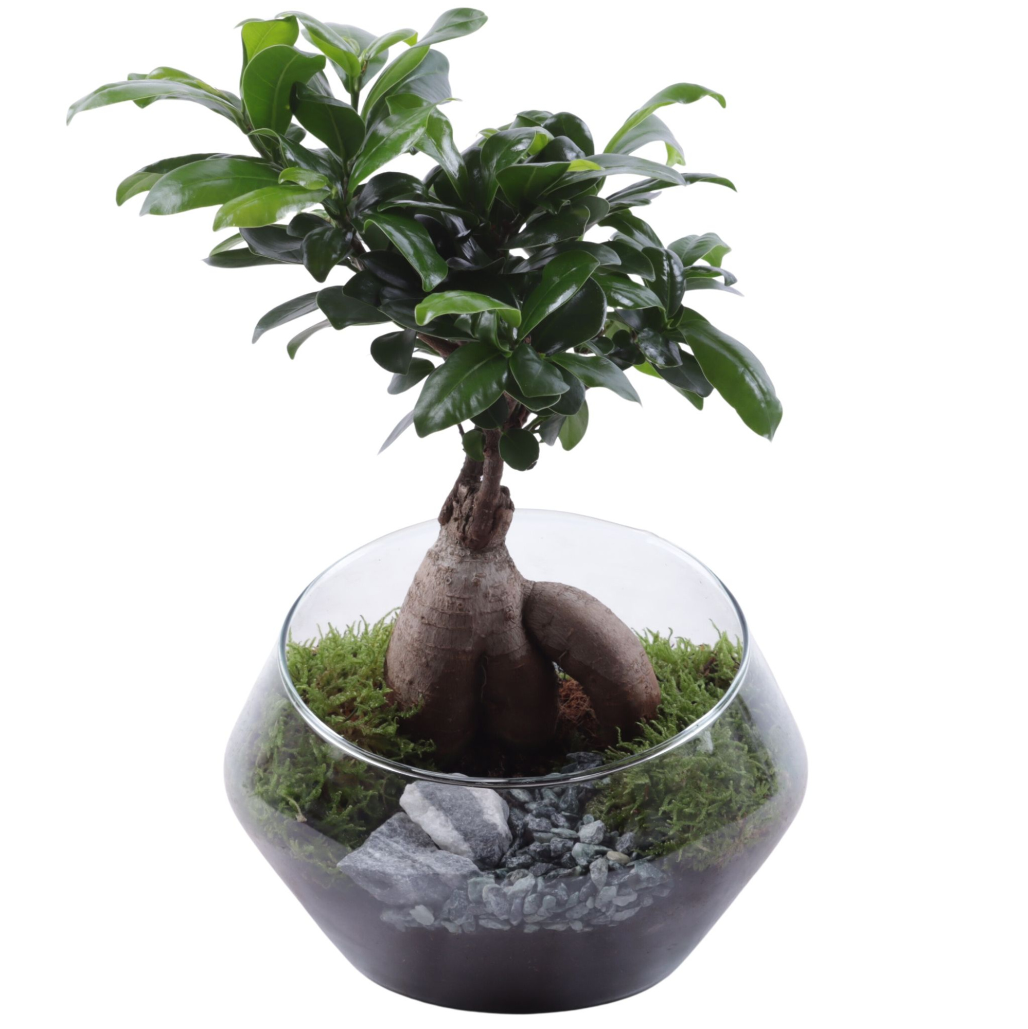 Ficus m. Ginseng Ø12cm in Glass UFO Vase Ø20cm, D 20
